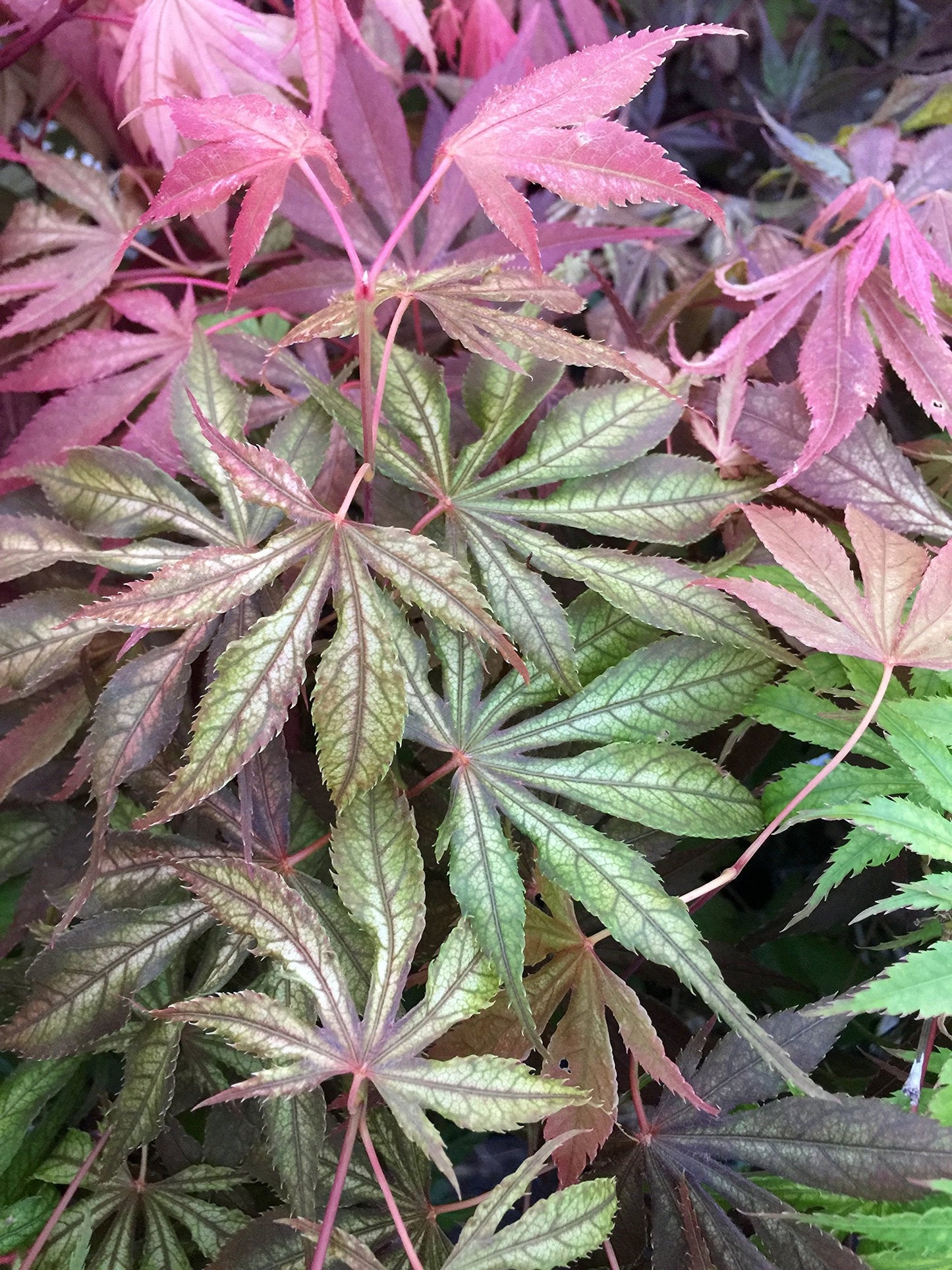 Wills Devine Japanese Maple 2 - Year Tree