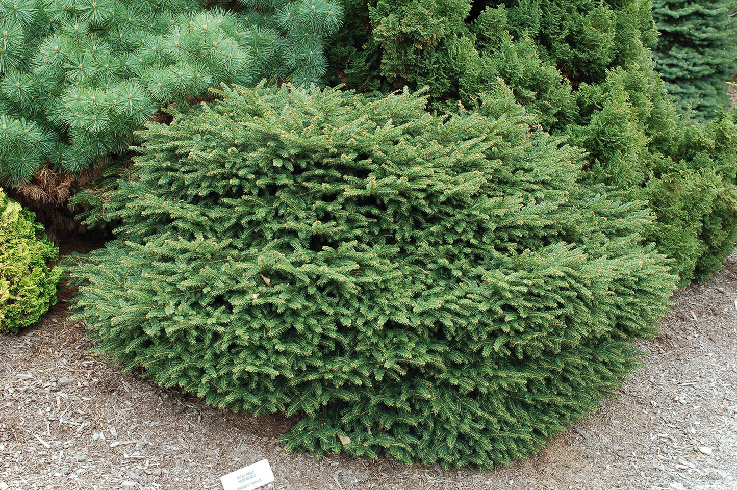 Picea abies 'Nidiformis' (Birds Nest Spruce) Evergreen, #3 - Size Container