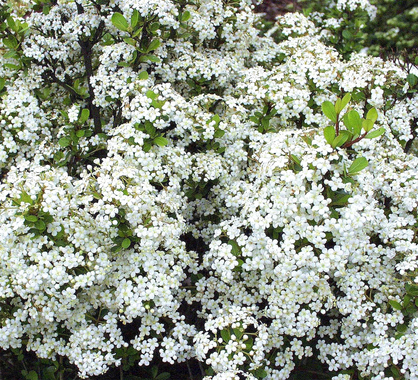 Viburnum Densa | 10 Live Quart Size Plants | Viburnum Obovatum 'Densa' | Compact Evergreen Shrub | Low-Maintenance Privacy Plants for Landscaping
