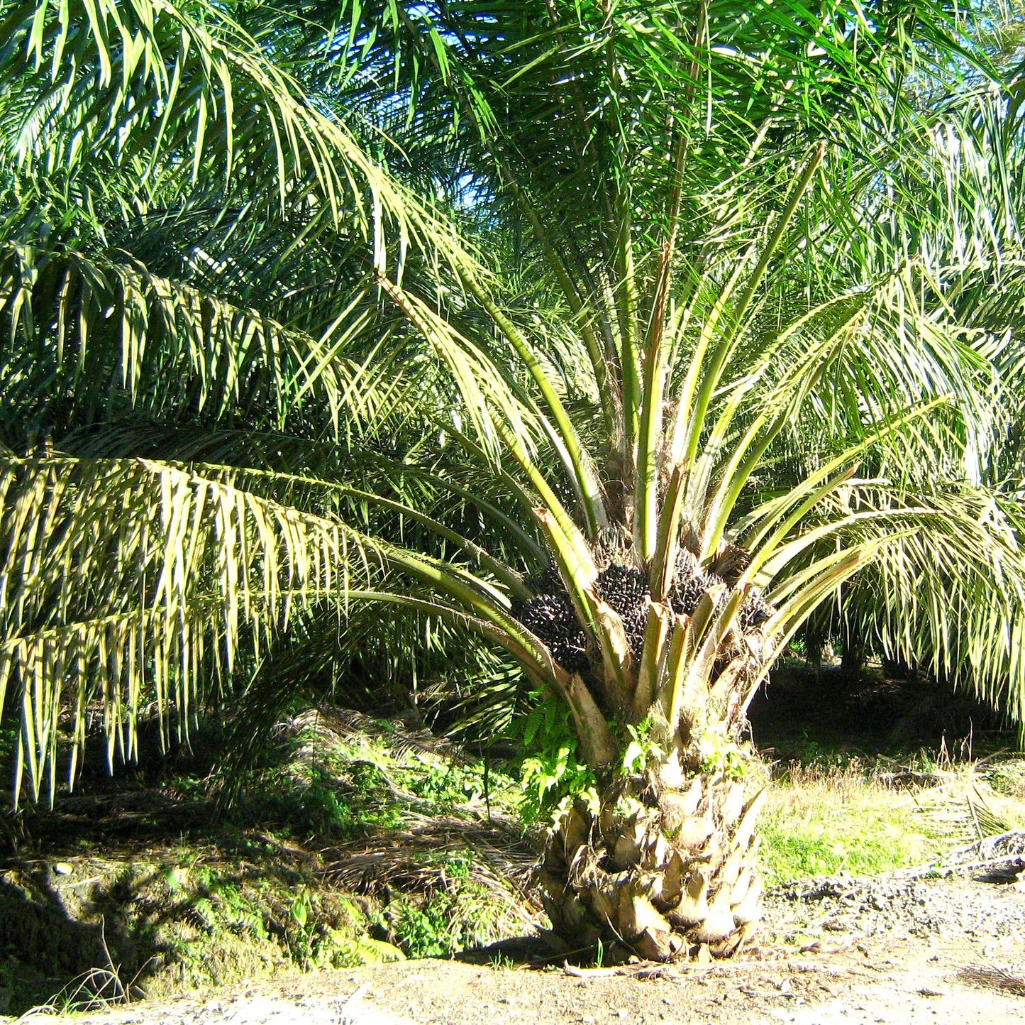 Palm Beach Medicinal Herbs - African Oil Palm (Elaeis guineensis) - Packet of 2 Seeds