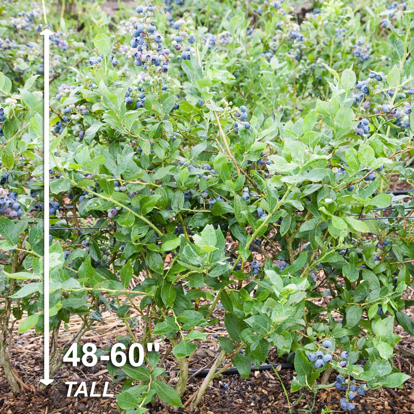 Garden State Bulb Jersey Blueberry, Bare Root, Non-GMO, Spring Planting (Bag of 2)