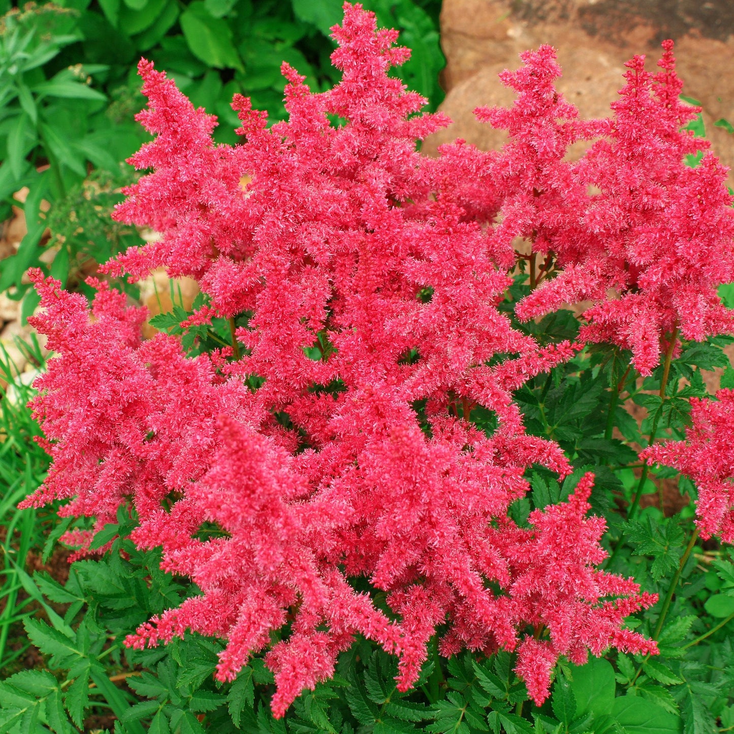 Easy to Grow Astilbe Younique Carmine 1 Plant Bareroot - Summer Hot Pink Blooms in Shade, Pollinator Friendly Flowers (False Spirea, Goat's Beard)