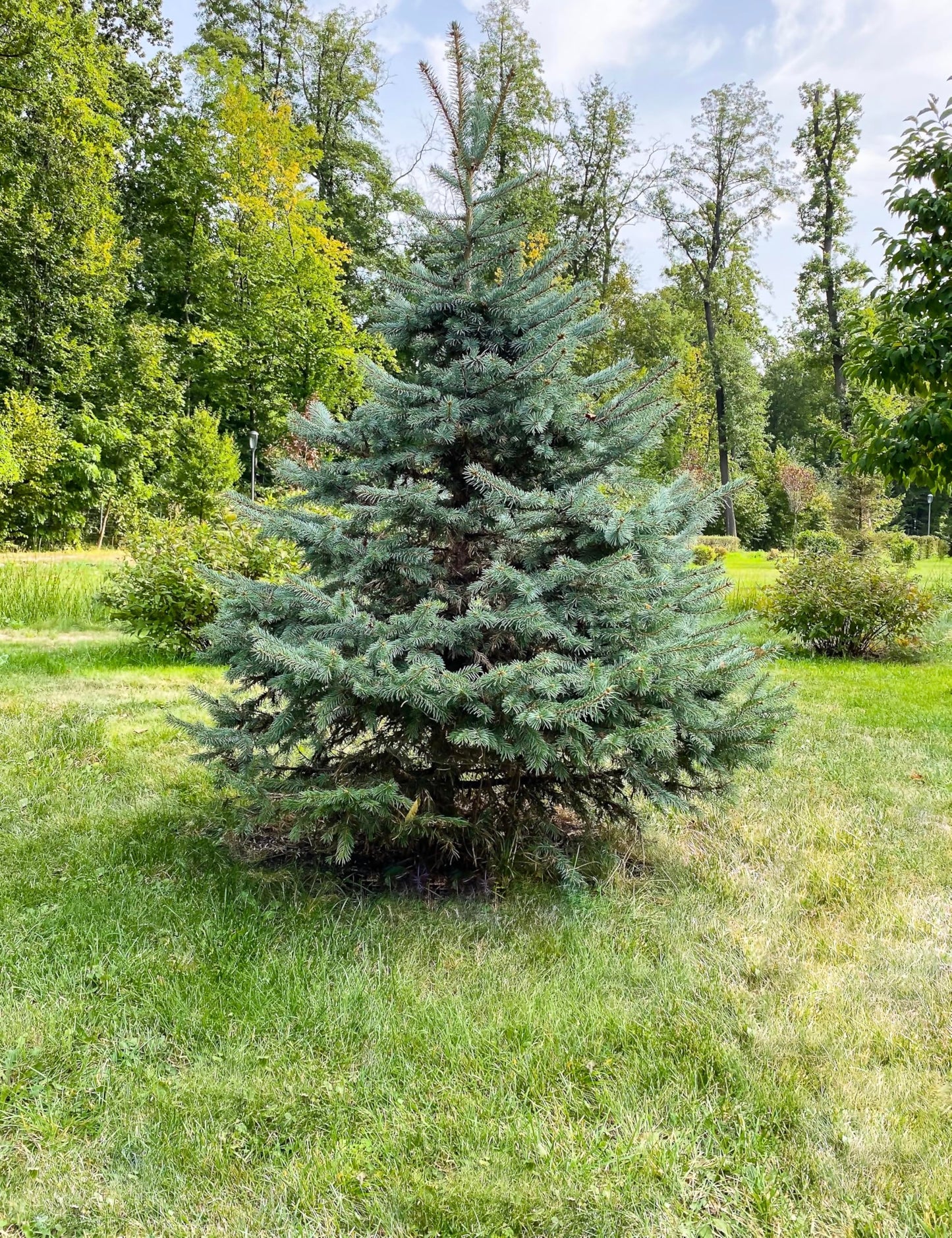 White Spruce Live Tree Seedling Plugs | 6"-12" | Arbor Day Foundation (5-Pack)