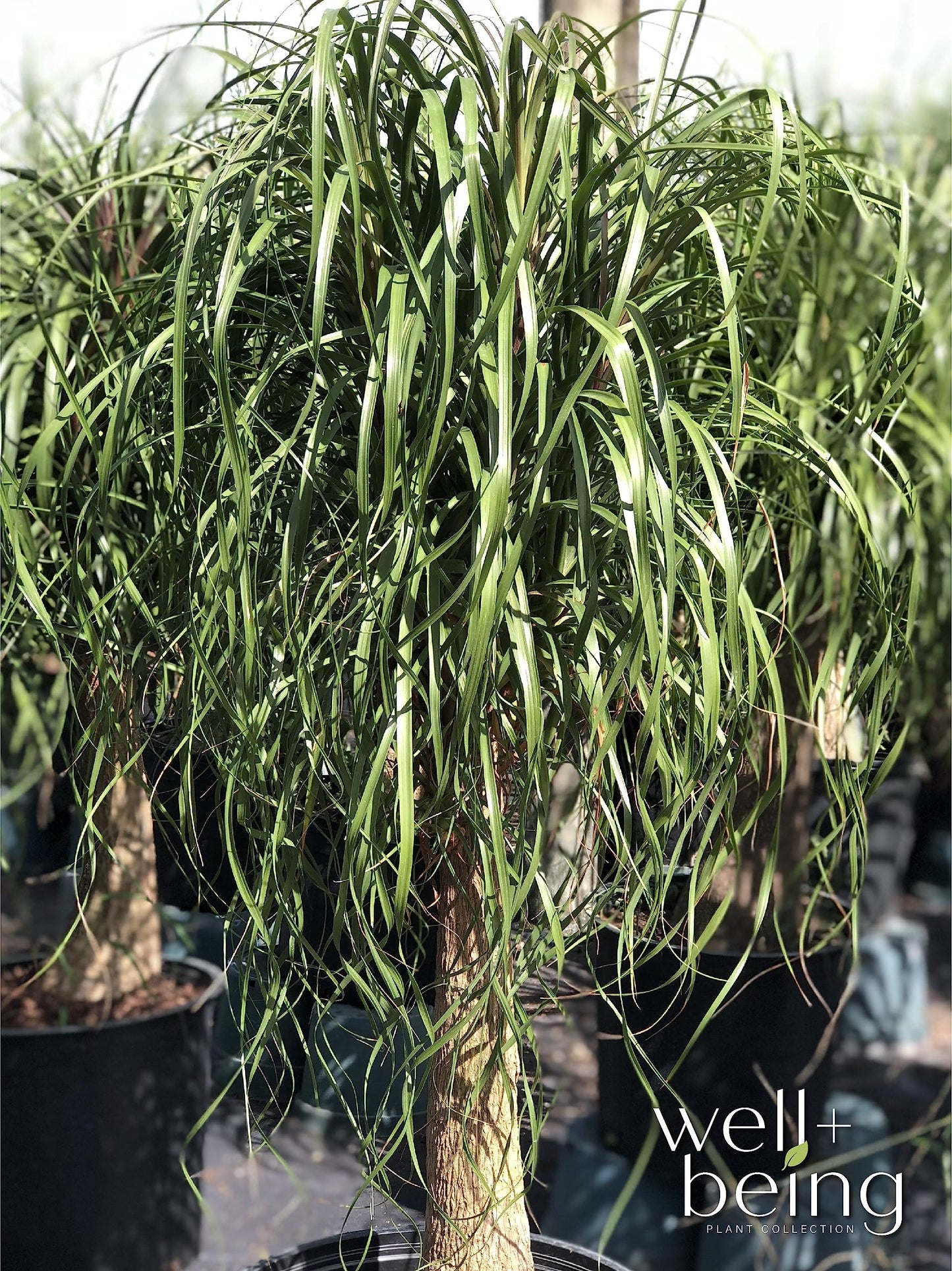 Nature's Way Farms Ponytail Palm (Beaucarnea Recurvata) Large Ponytail Palm Tree, Live Indoor Plant, in Growers Pot