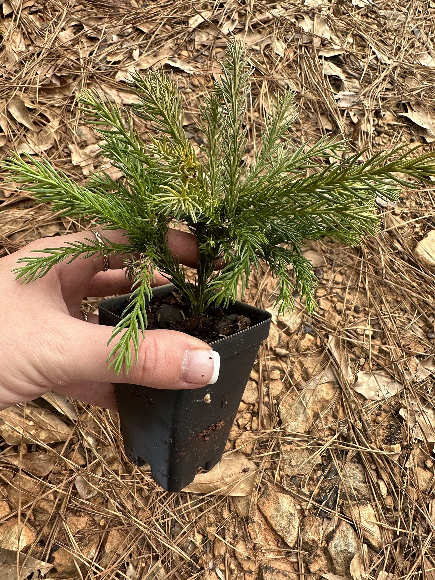 Cryptomeria Japonica 'Globosa Nana' (3 Gallon)