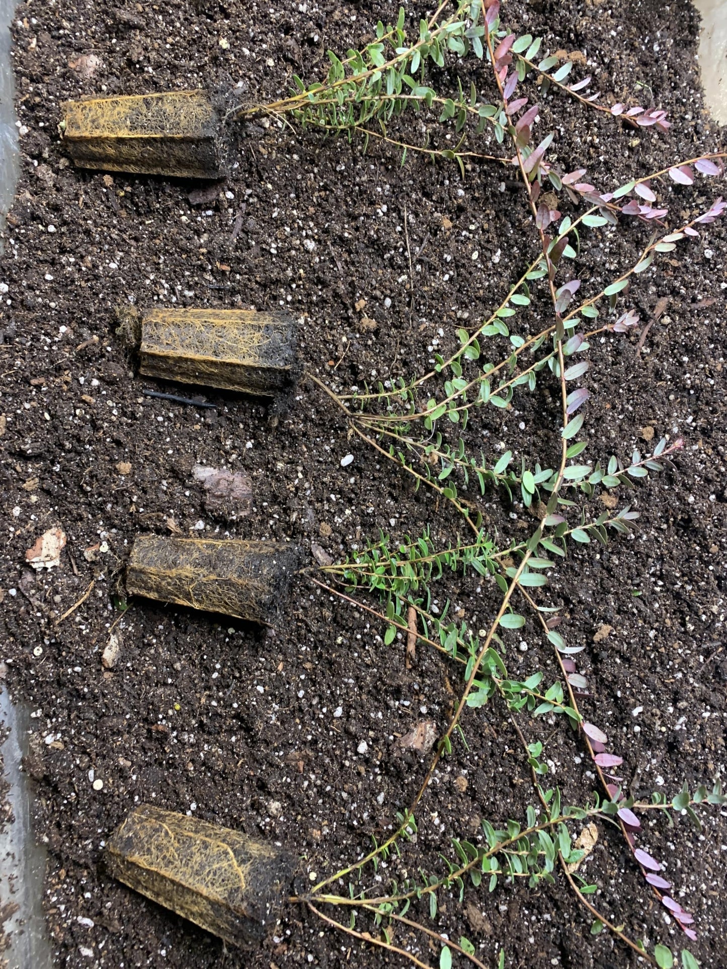 1 Plant Pilgrim Cranberry (Vaccinium Macrocarpon) 1 Year Old