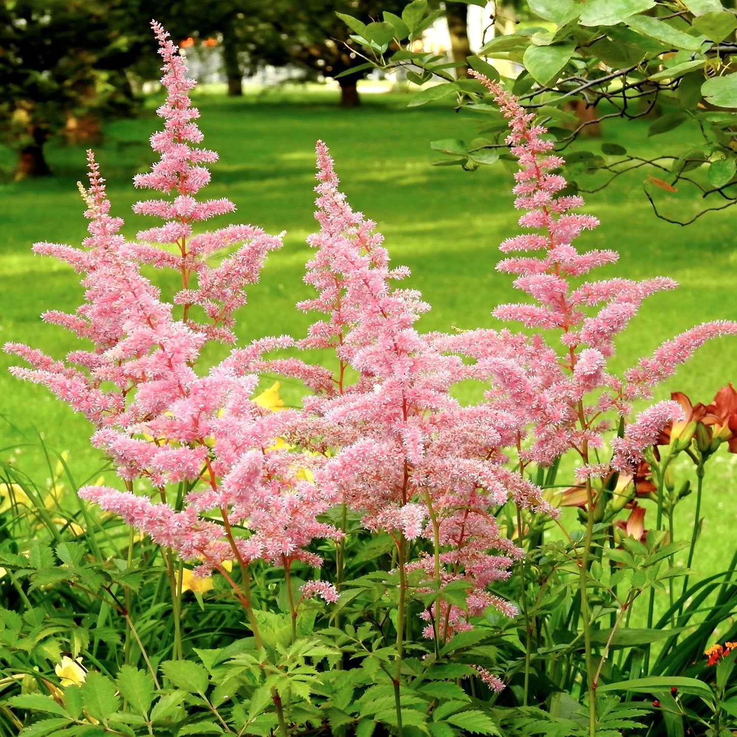 Easy to Grow Astilbe Europa 1 Plant Bareroot - Summer Pink Blooms in Shade, Pollinator Friendly Flowers (False Spirea, Goat's Beard)