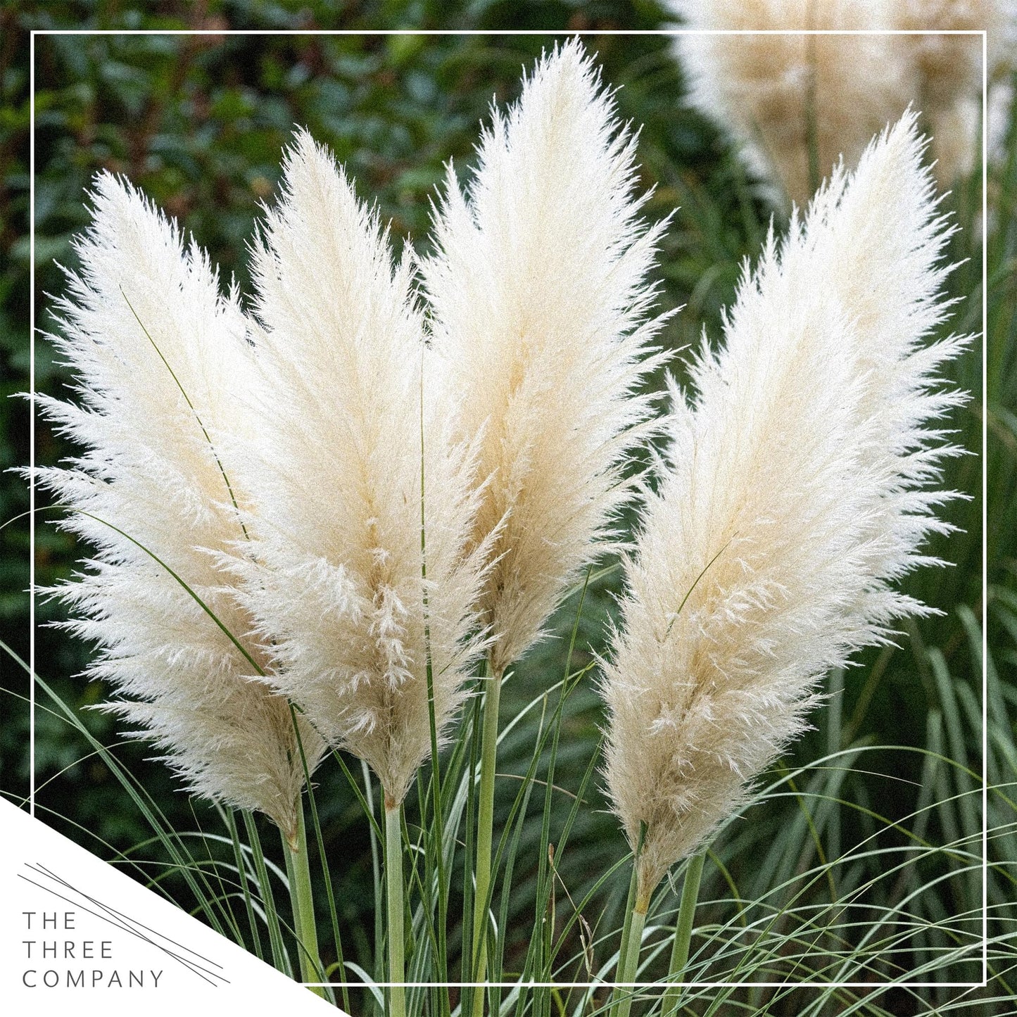 Live Ornamental Pampas Grass (Cortaderia selloana) - White (2 Pack) - Perennial Accent Plant - 10" Tall by 5" Wide in 1.5 Qt Pot