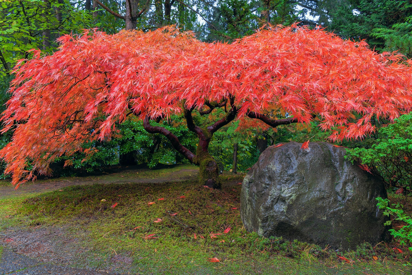 Red Japanese Maple Tree Seedlings for Planting - Excellent Bonsai Material - Ready to Plant - Approx 12 Inches Tall (2 Seedlings)