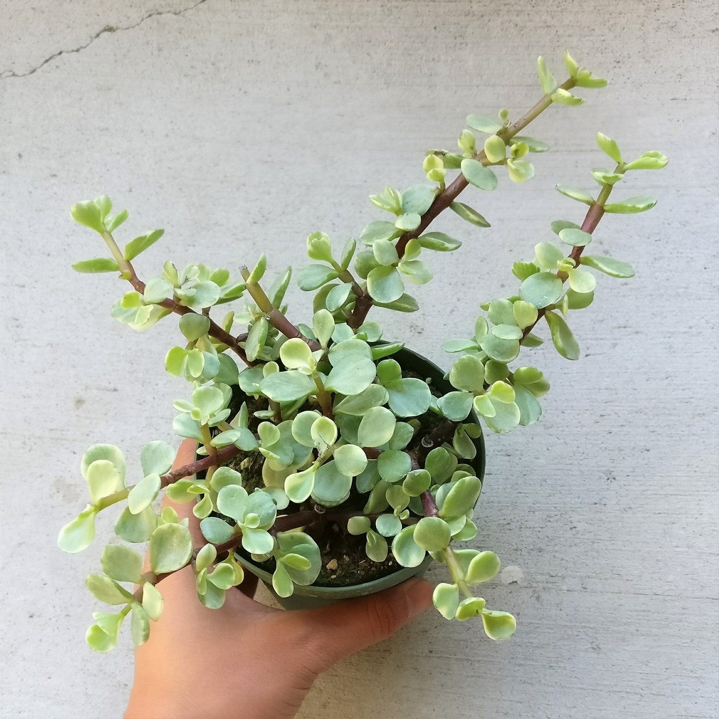 Variegated Elephant Bush | Portulacaria afra Succulent Live Plant | Unique Succulent Gift Decoration (4 inch)