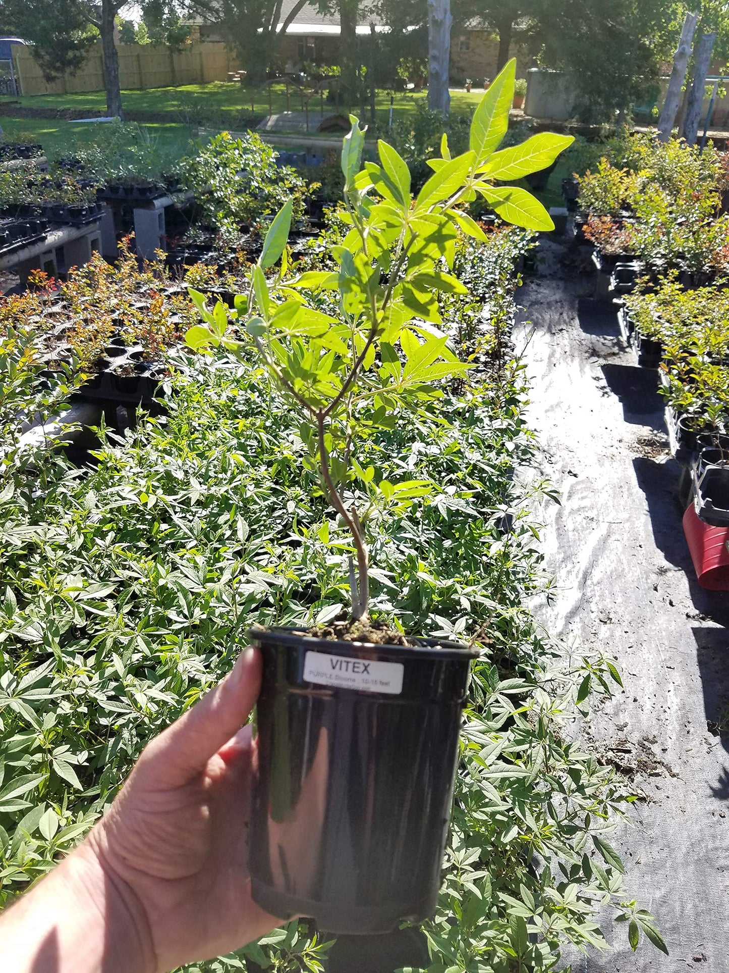 4 Pack - Acoma (White) Crape Myrtle Starter Trees - Quart Containers - Approximately. 6-12 inches Tall