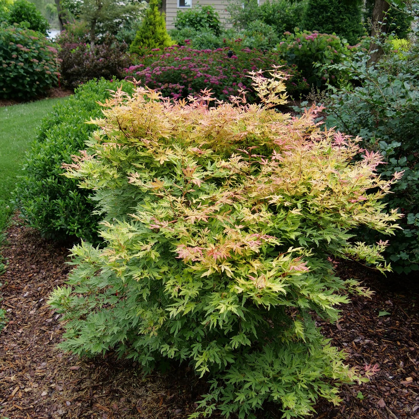 Proven Winners Metamorphosa Japanese Maple (Acer palmatum) Live Plant, 4.5" Qt, 4 Pack