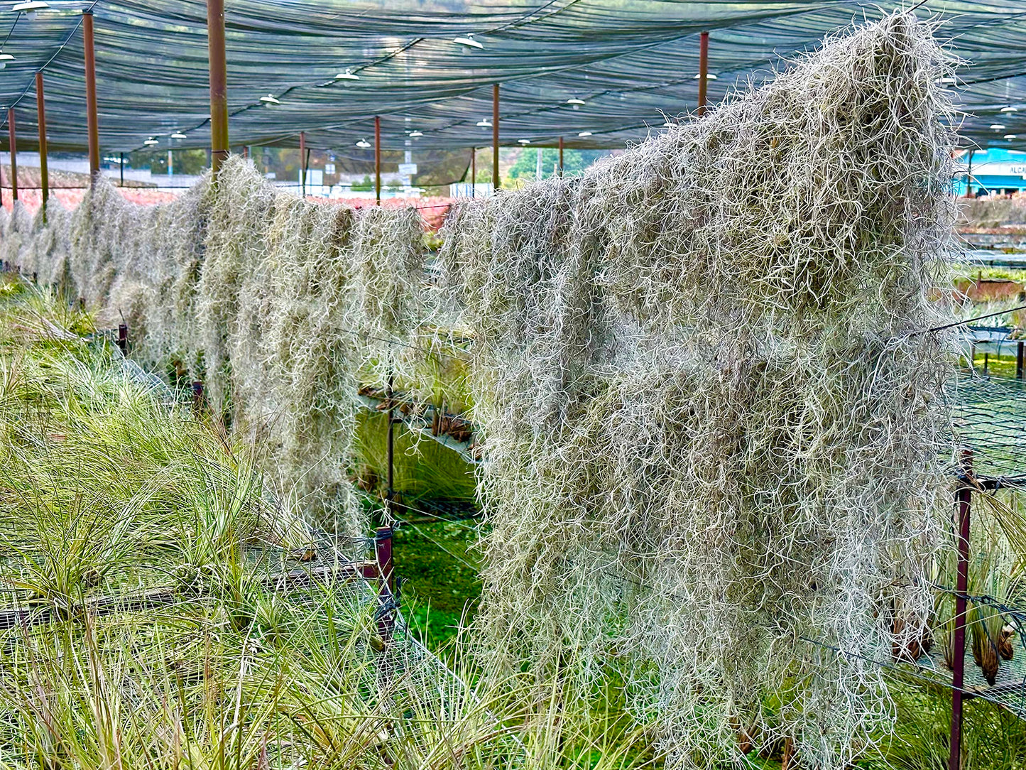ragnaroc Tillandsia Usneoides ‘Thick-Colombian Spanish Moss’ - ragnaroc Indoor Tropical Plant 16” / 3 oz - Live Arrival Guaranteed - Live Air Plant & House Plants for Home Decor & Gift