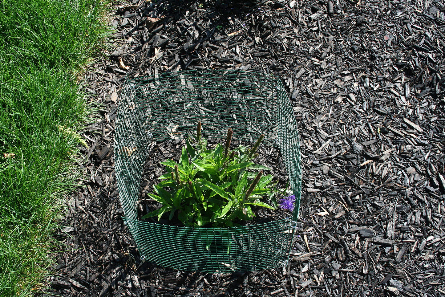 6 New Small Wire Plant Protectors, 12" Square, 12" high (Vinyl Coated Rust Resistant Wire)