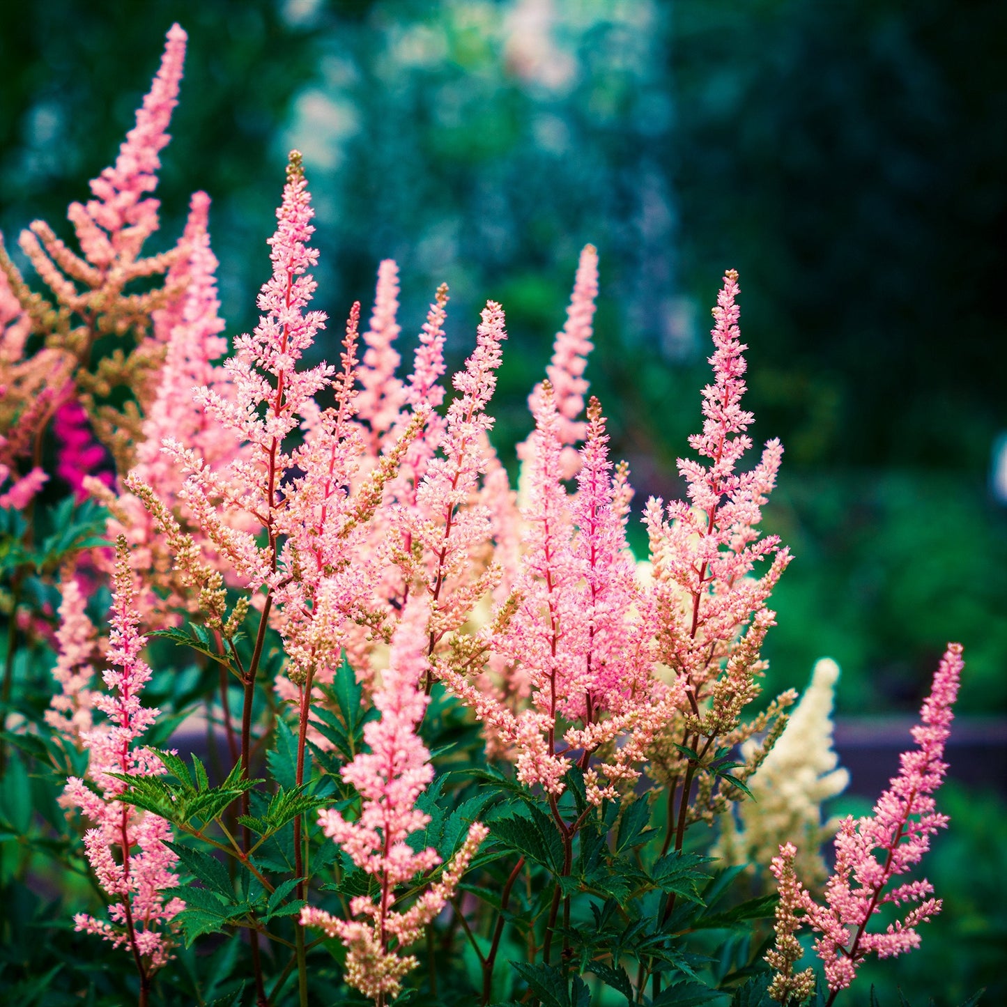 Easy to Grow Astilbe Peach Blossom 1 Plant Bareroot - Summer Coral Pink Blooms in Shade, Pollinator Friendly Flowers (False Spirea, Goat's Beard)