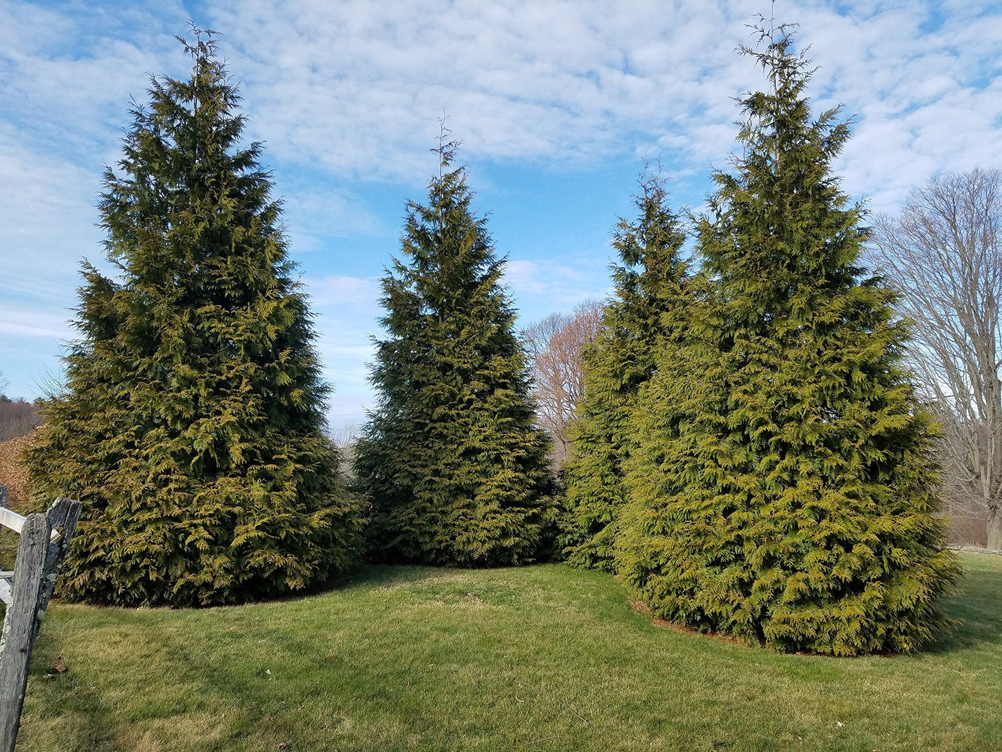 Live Plant Thuja-X Green Giant Evergreen Tree (Western Arborvitae), 3-Gallon Fully Potted Plant from Green Promise Farms