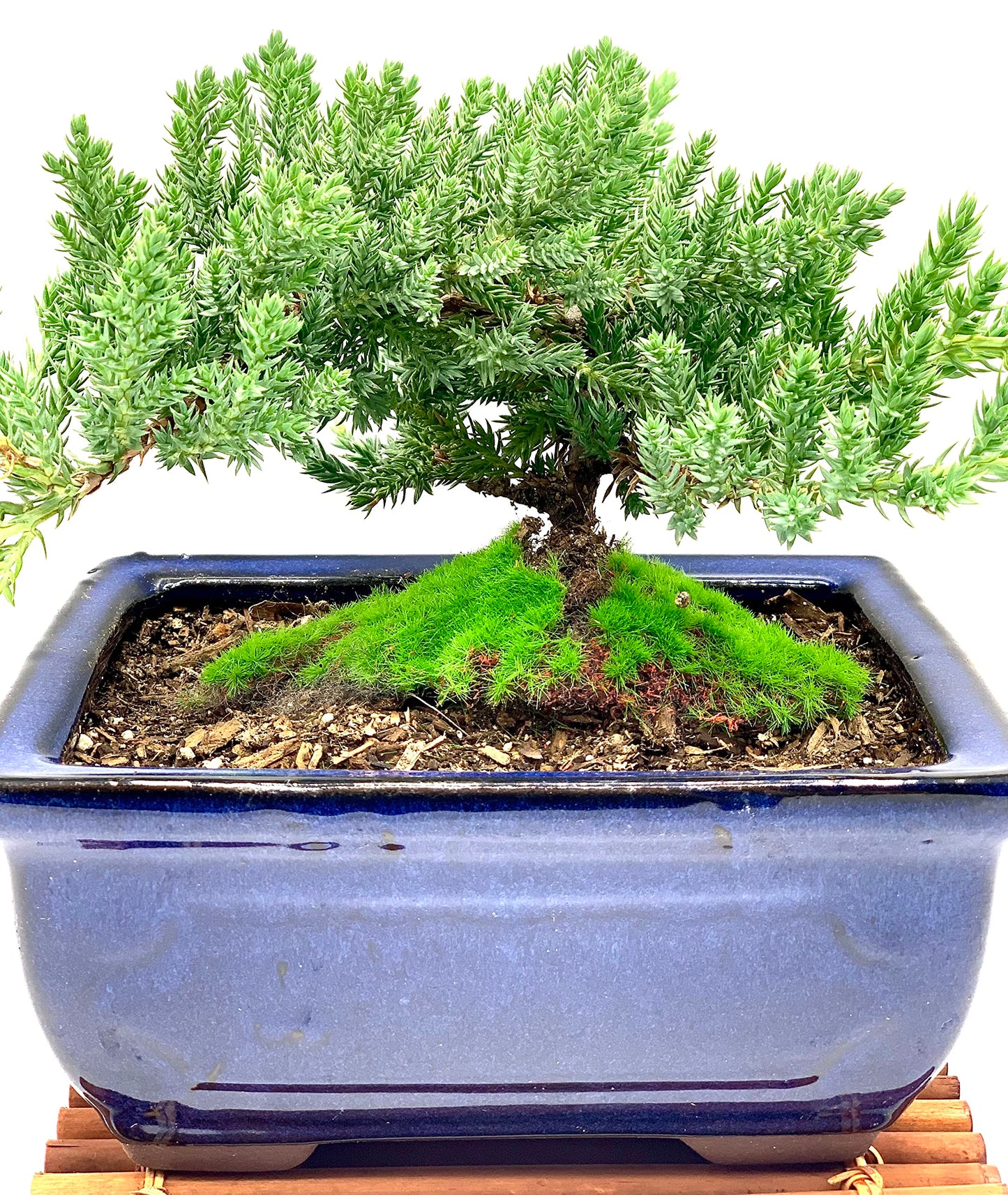 Live Dwarf Juniper Bonsai Tree 7 Year Old with Hand-Made Bamboo Stand | Juniper or Jade Bonsai Tree | Indoor/Outdoor | 100% Handcrafted| Home and Office Décor | Best Gift for Holiday