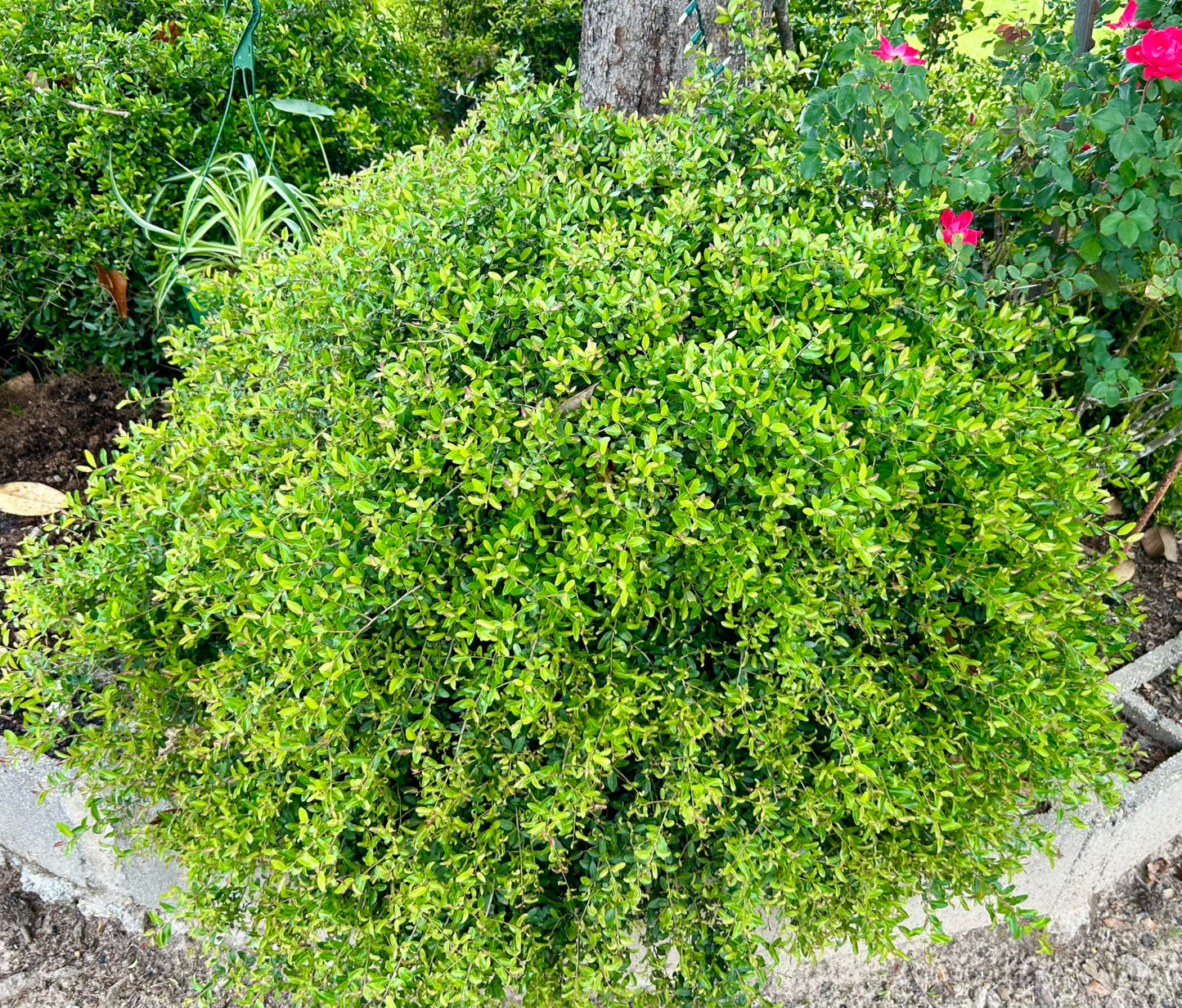 Dwarf Yaupon Holly Shrub, Live Plant, 1 Gallon Container Size, Evergreen Ornamental Bush