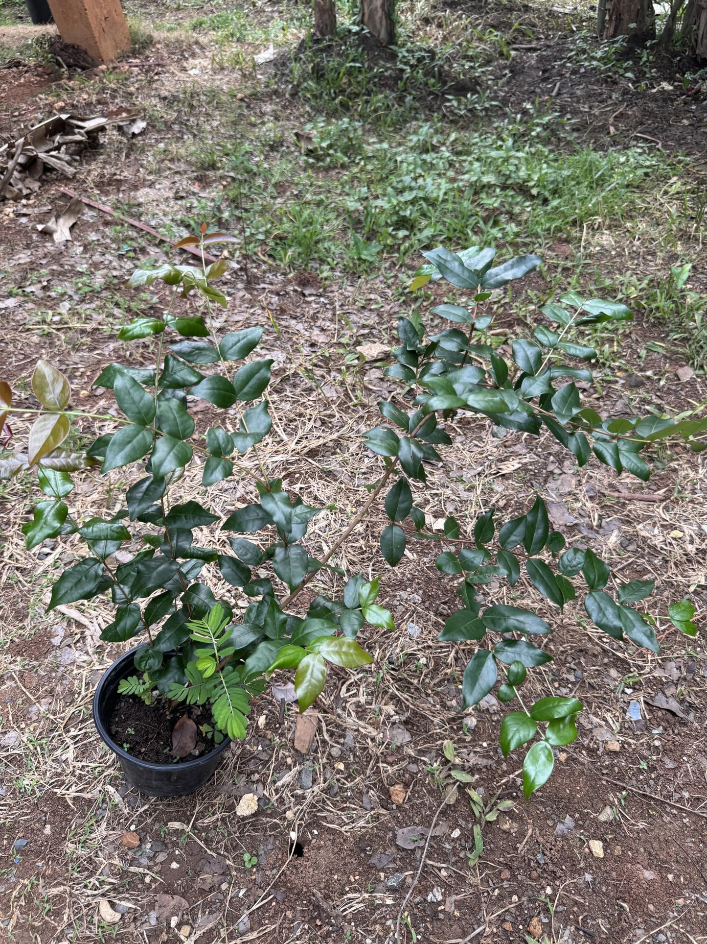 Surinam Cherry (pitanga) Eugenia uniflora Live Plant 10inch-18inch