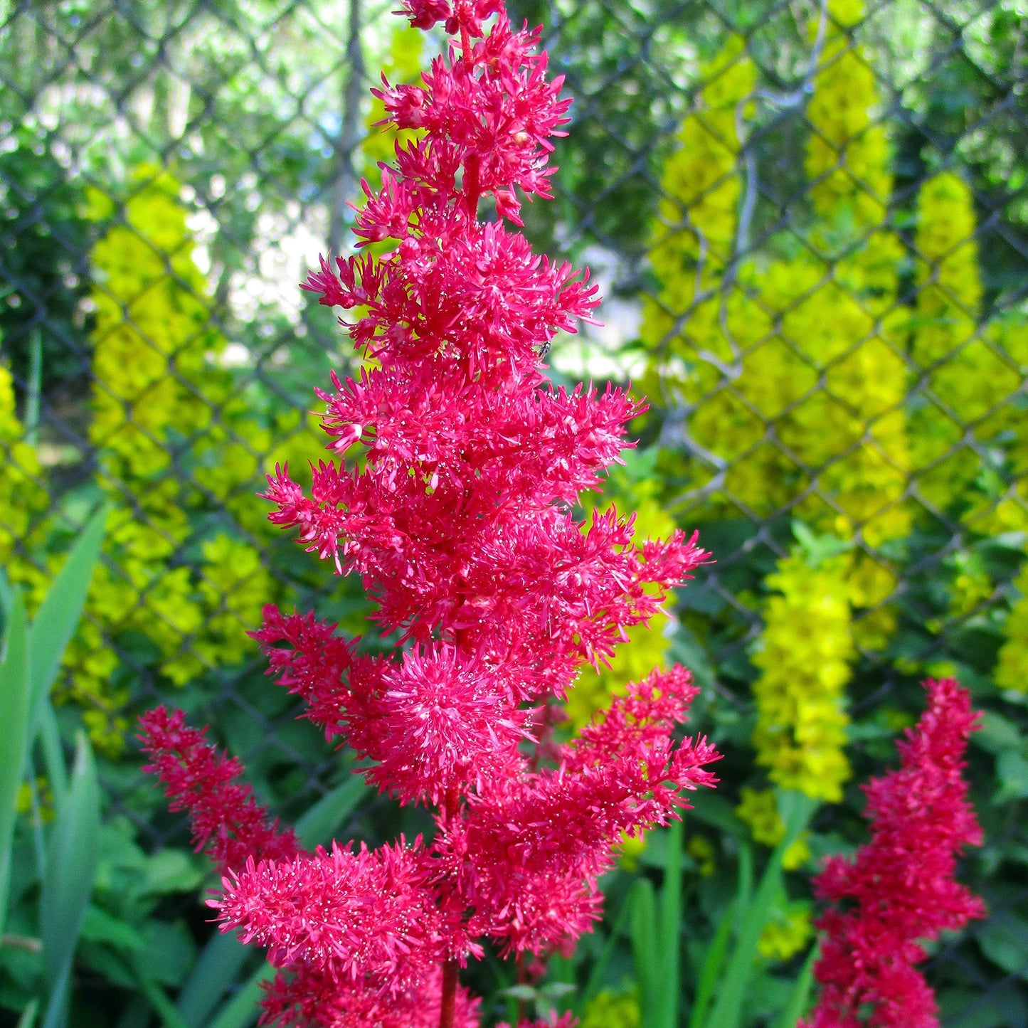 Easy to Grow Astilbe Younique Carmine 1 Plant Bareroot - Summer Hot Pink Blooms in Shade, Pollinator Friendly Flowers (False Spirea, Goat's Beard)