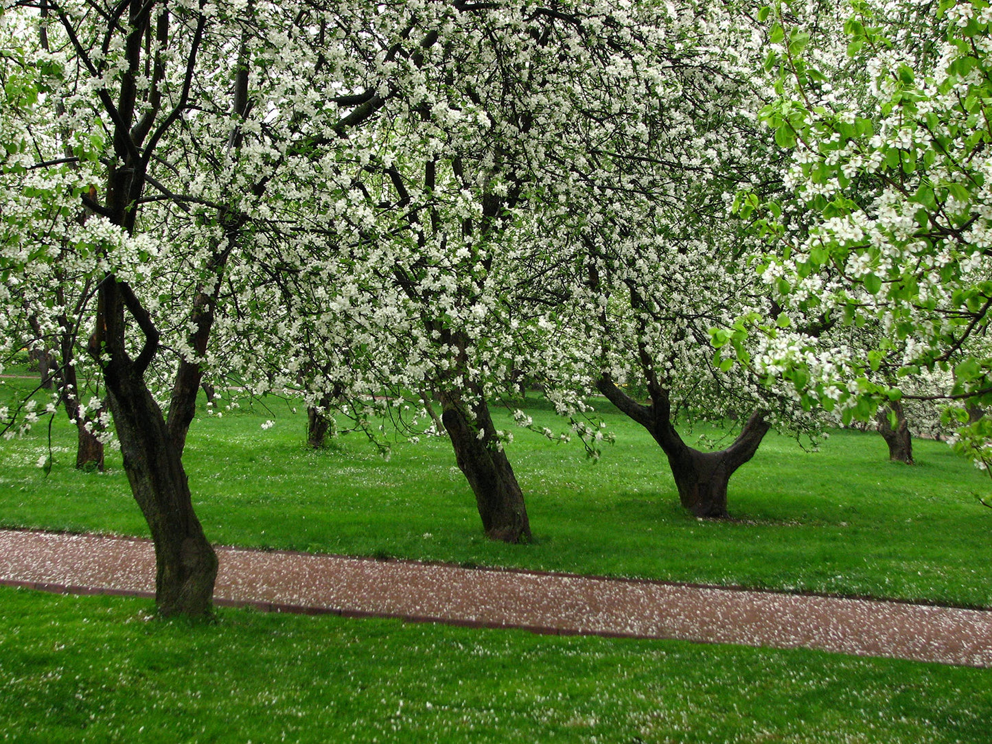 Gala Apple Tree - Grow Fresh Fruit - Live Plant Shipped 3 Feet Tall by DAS Farms