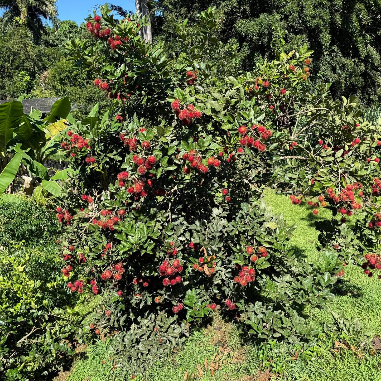 Grafted Red Rambután (Nephelium lappaceum) Exotic Fruit Live Tree 2'-3' feet talll Tropical Plantae (3'-4' feet Tall)
