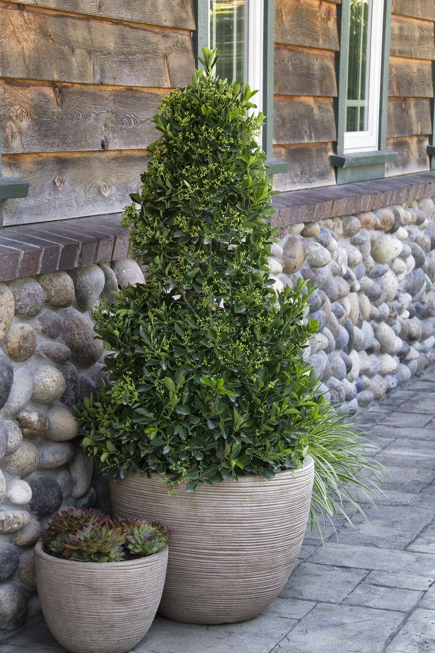 Ligustrum Waxleaf Privet - 3 Live Quart Size Plants - Blooming Evergreen Privacy Hedge