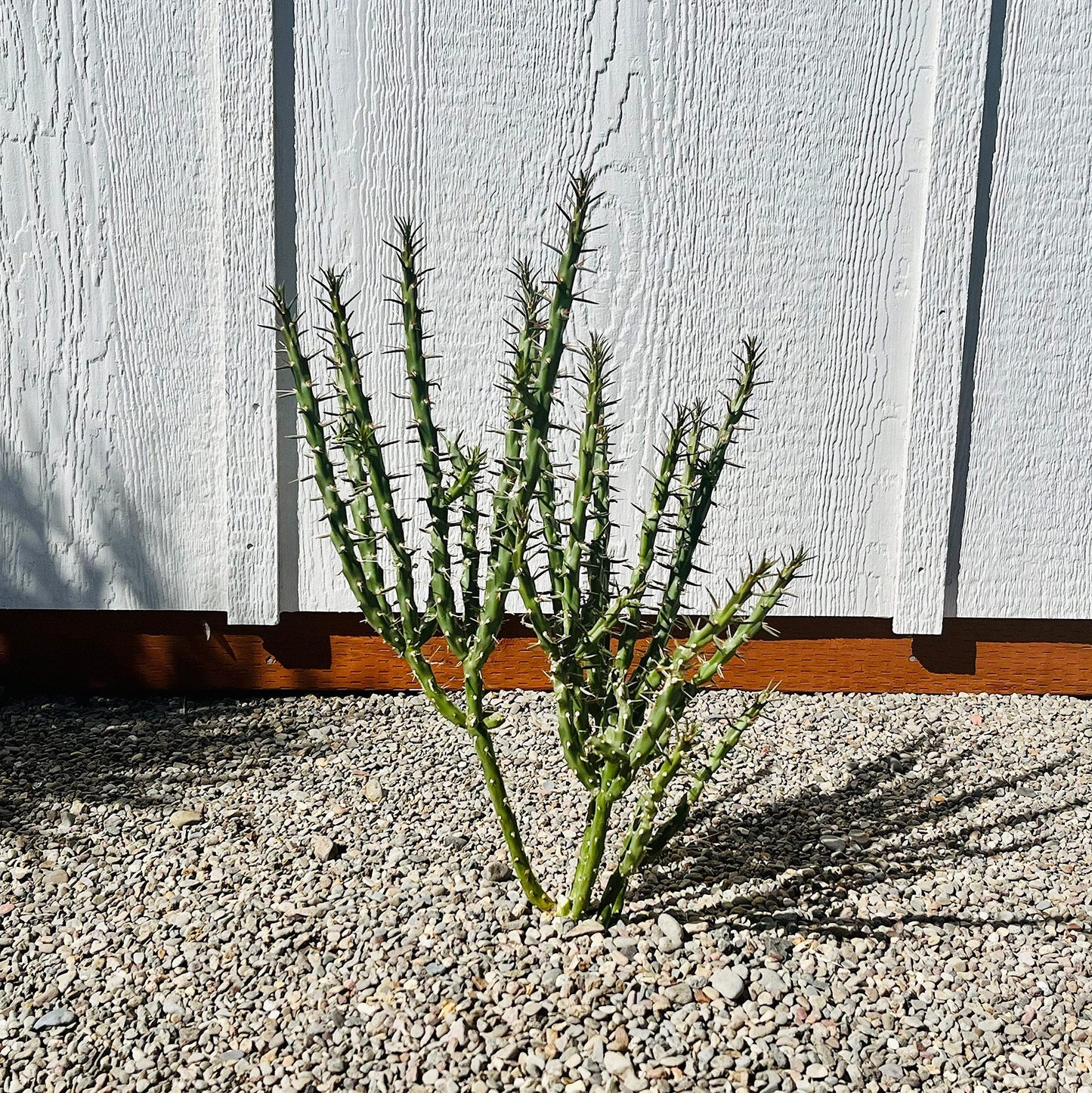Candle Cholla Cactus (Cylindropuntia kleiniae) - Cold Hardy Live Cutting (stem)