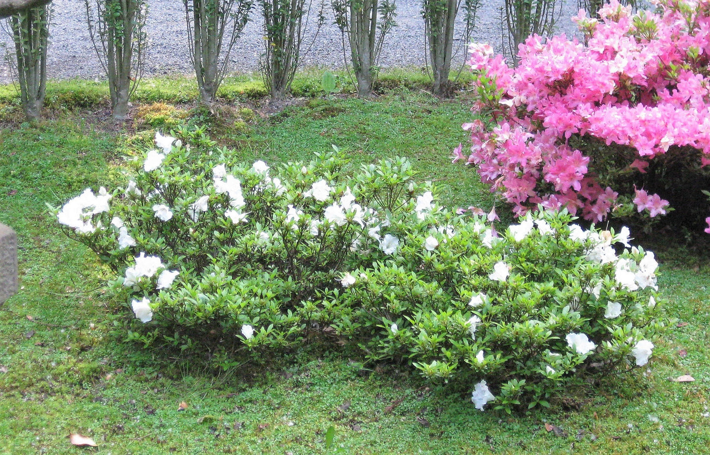 Gumpo White Dwarf Azalea - Trade Gallon