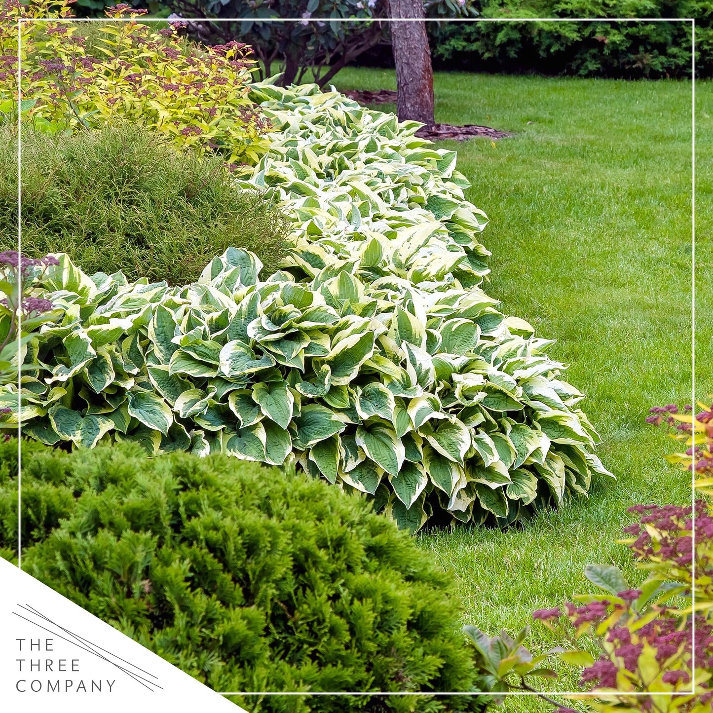 Live Hosta 'Patriot', Flowering Shade Perennial Plant, 12" Tall by 8" Wide in a 2.5 Qt Pot