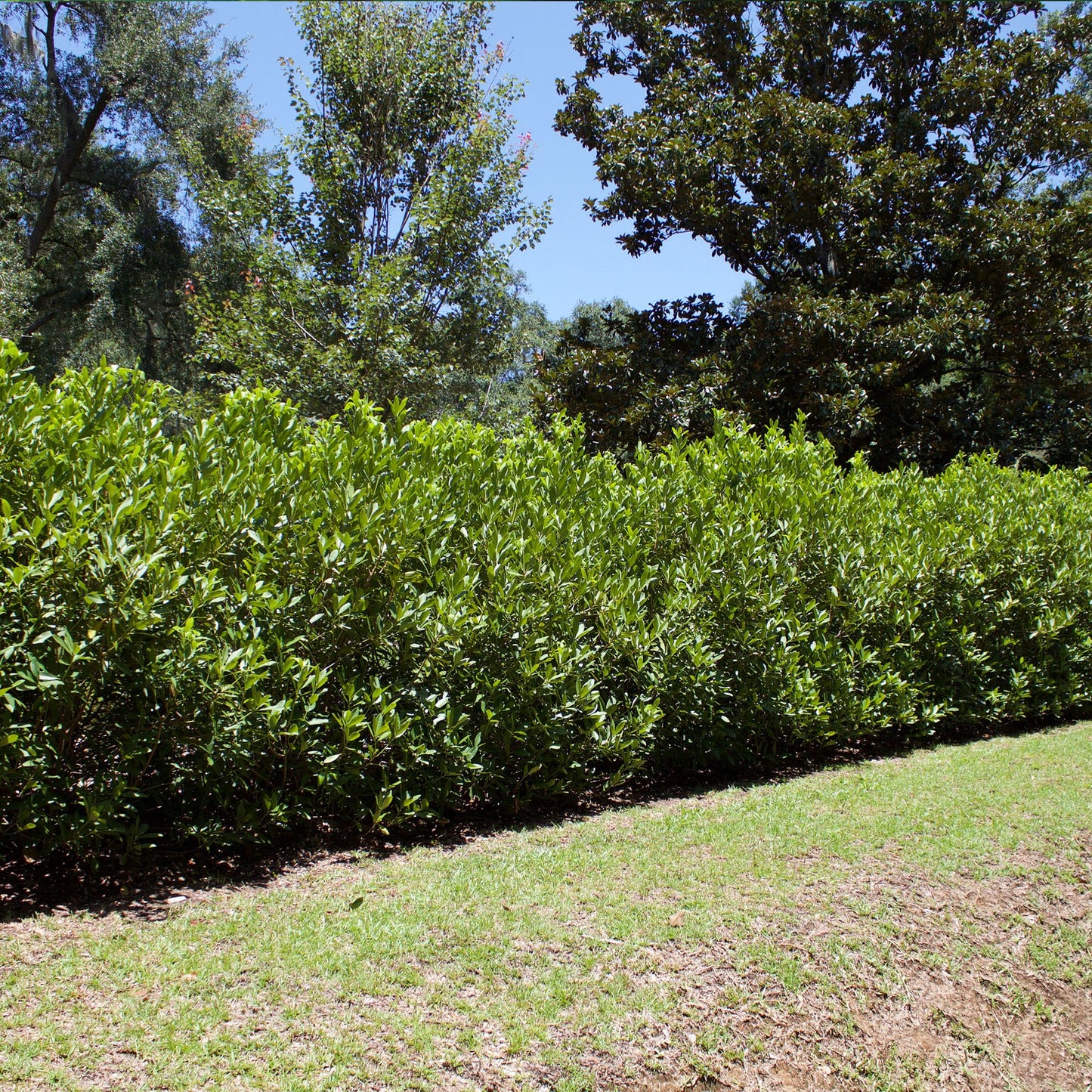 Perfect Plants Ocala Anise 1 Gallon | Live Shrub for Landscaping | Evergreen & Provides Privacy