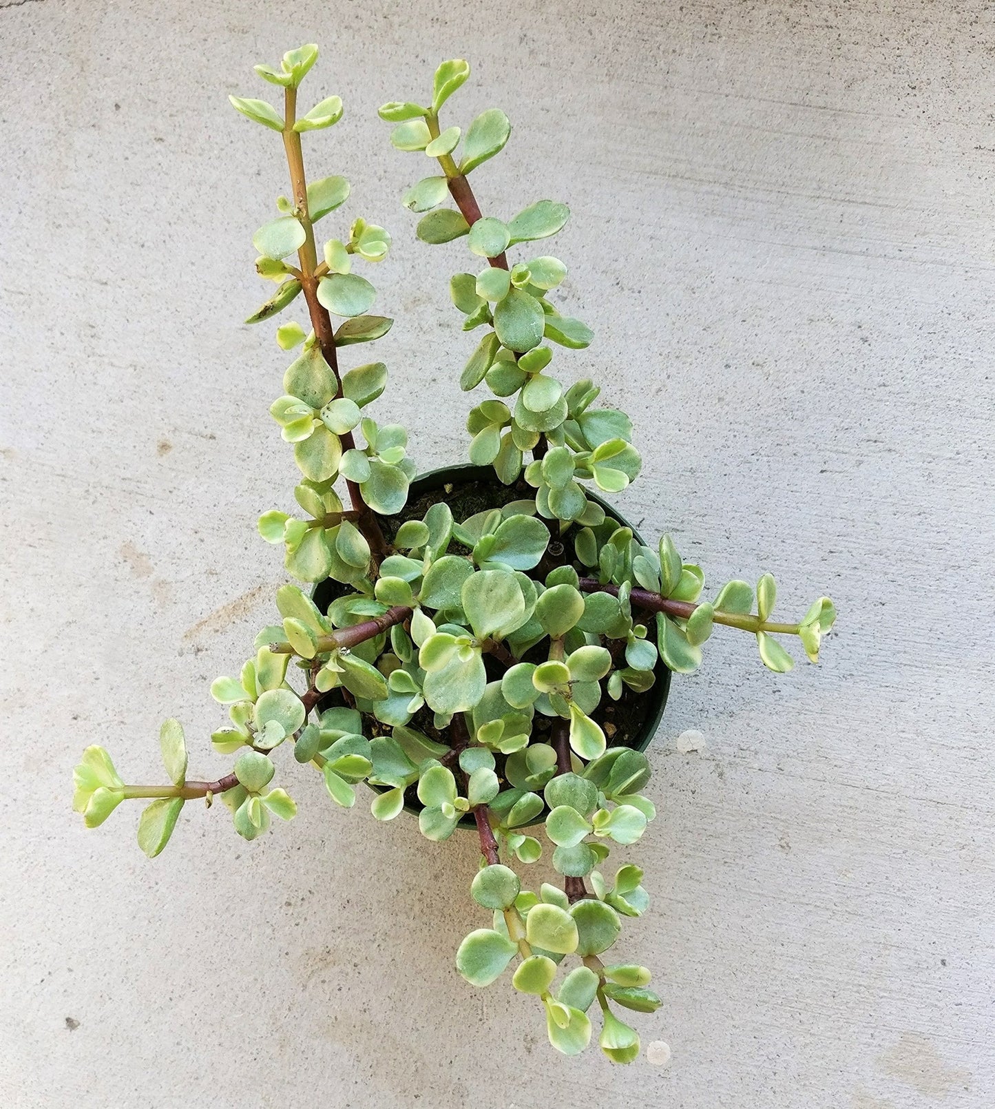 Variegated Elephant Bush | Portulacaria afra Succulent Live Plant | Unique Succulent Gift Decoration (4 inch)
