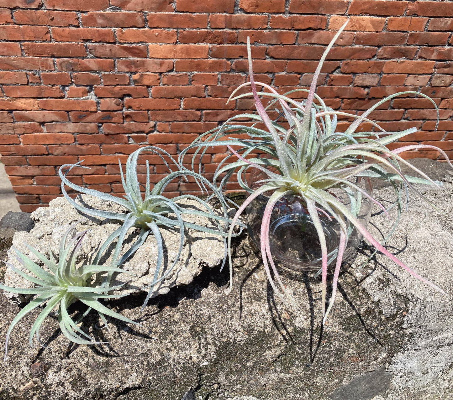 Casktcom® Extra Large Artificial Air Plants – Set of 3 Faux Tillandsia Bromeliads，Fake Succulent Plants – No Care Needed