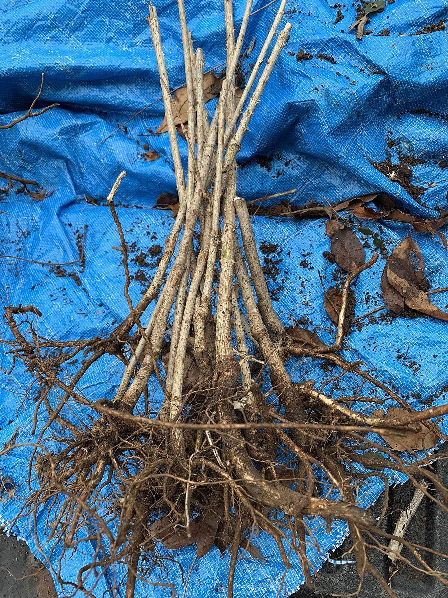 12-24 inches Tall Aralia spinosa Tree - 1 Plant Devil's Walkingstick