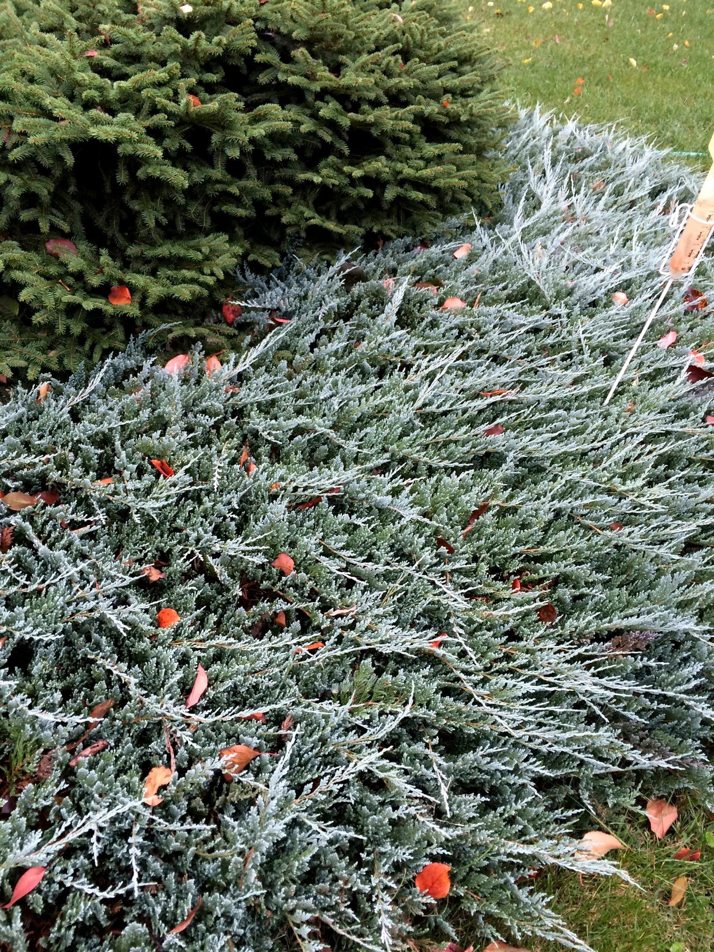 Juniper Blue Chip | 1 Live 4 Inch Pot | Juniperus horizontalis 'Blue Chip' | Low-Maintenance Ground Cover Plants | Drought-Tolerant Landscaping Shrub