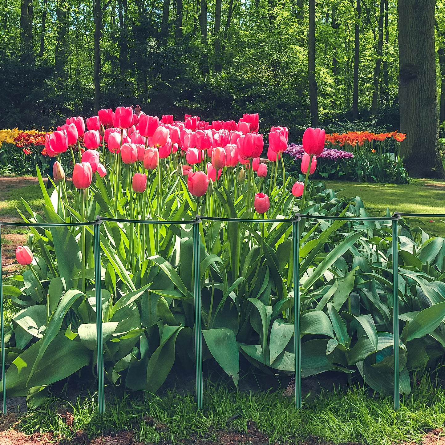 TCBWFY 24"Hx10"D Plant Supports Stakes for Large Heavy Plants,20 Pack Peony Supports,Heavy Duty 4.5mm Wire Peony Cages,Interlock Garden Supports Ring Border Support,Plant Support Cage for Rose Flowers