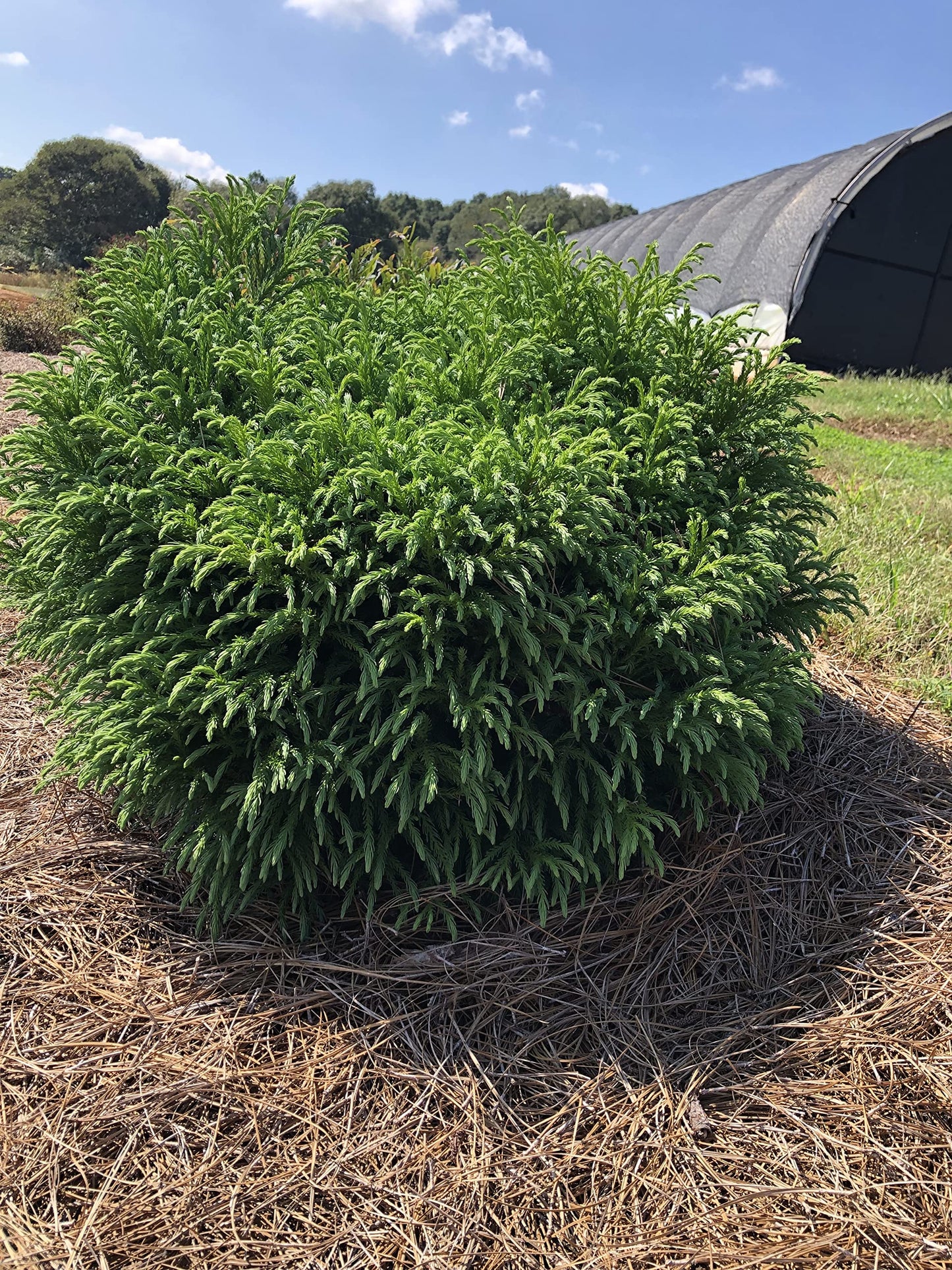 Cryptomeria Japonica 'Globosa Nana' (3 Gallon)