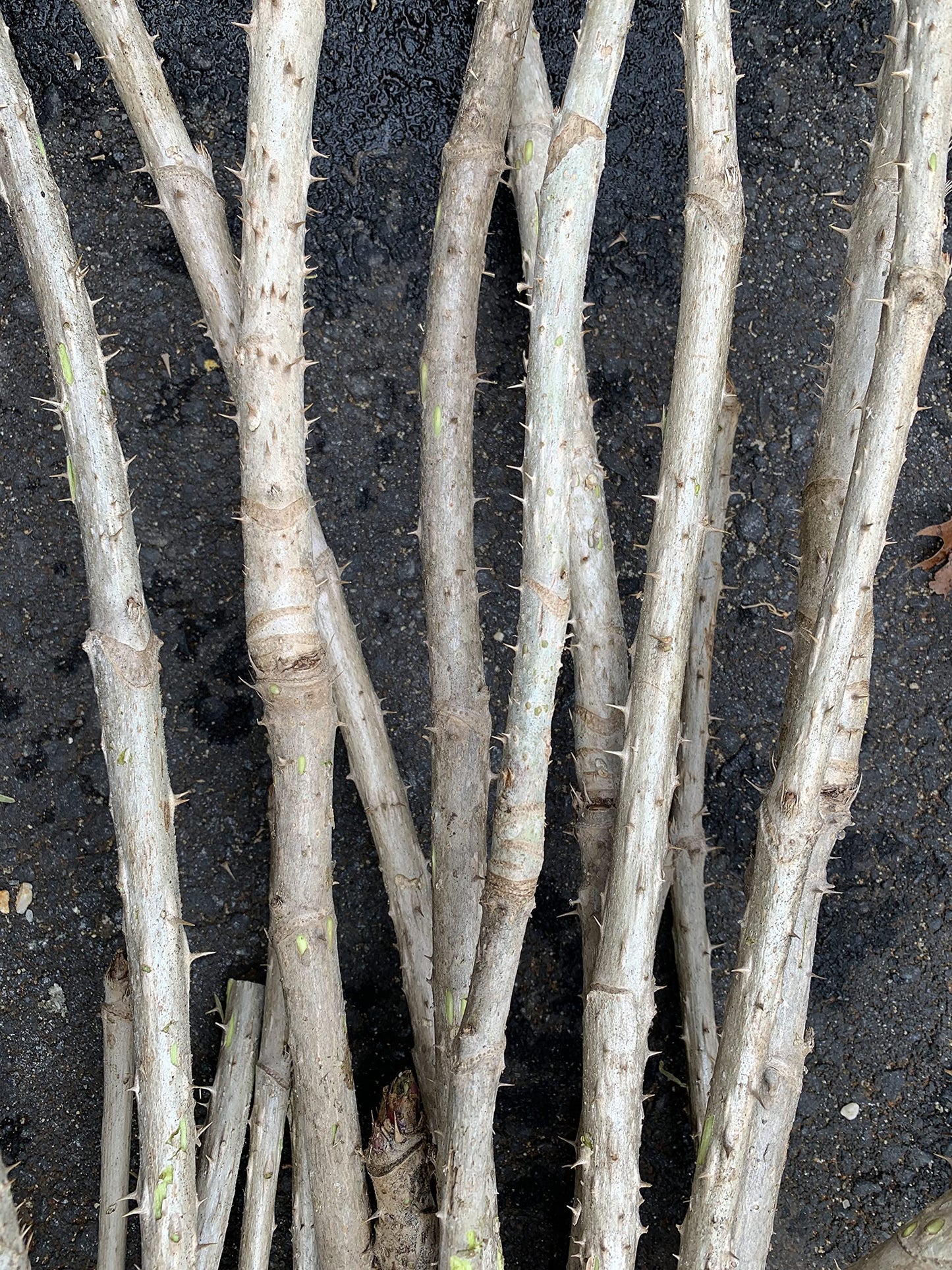 3 Branches/Stems 24” Long of Aralia spinosa - Devil's Walkingstick
