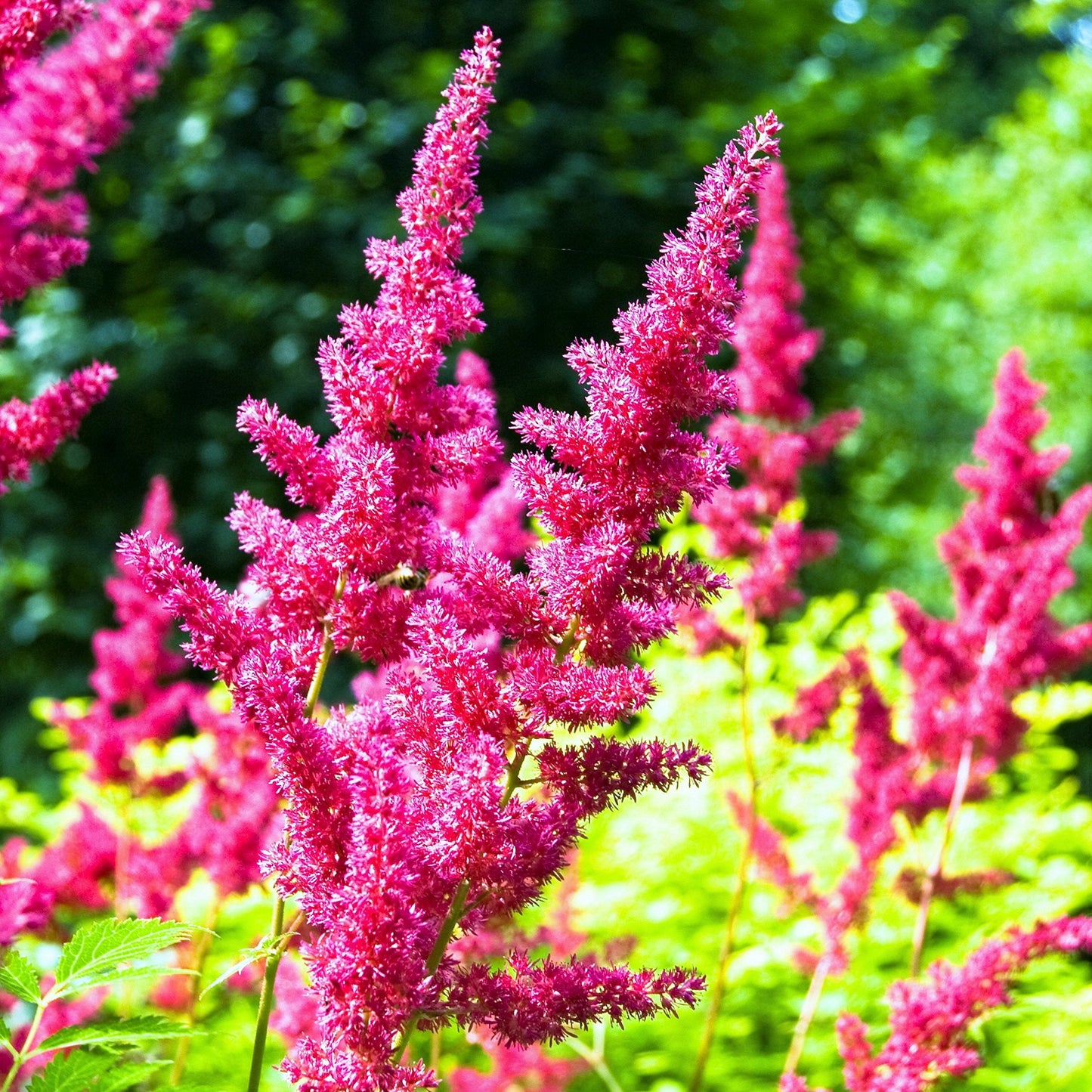 Easy to Grow Astilbe Maggie Daley 1 Plant Bareroot - Summer Rose-Pink Blooms in Shade, Pollinator Friendly Flowers (False Spirea, Goat's Beard)
