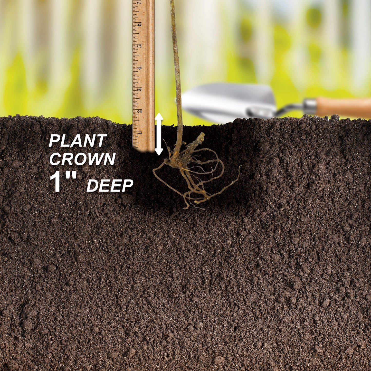 Garden State Bulb Himrod Seedless Grape Bare Root for Planting, Non-GMO, Spring Planting (Bag of 1)