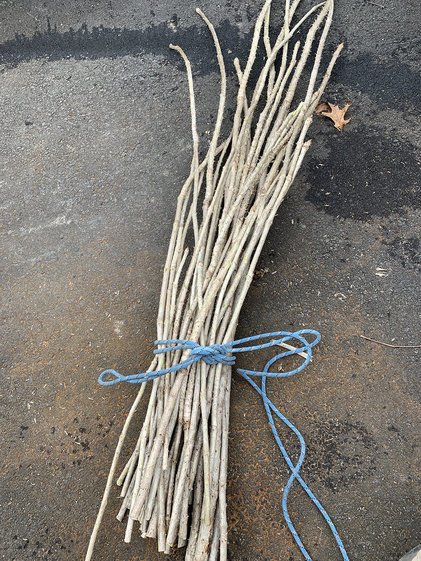 3 Branches/Stems 24” Long of Aralia spinosa - Devil's Walkingstick
