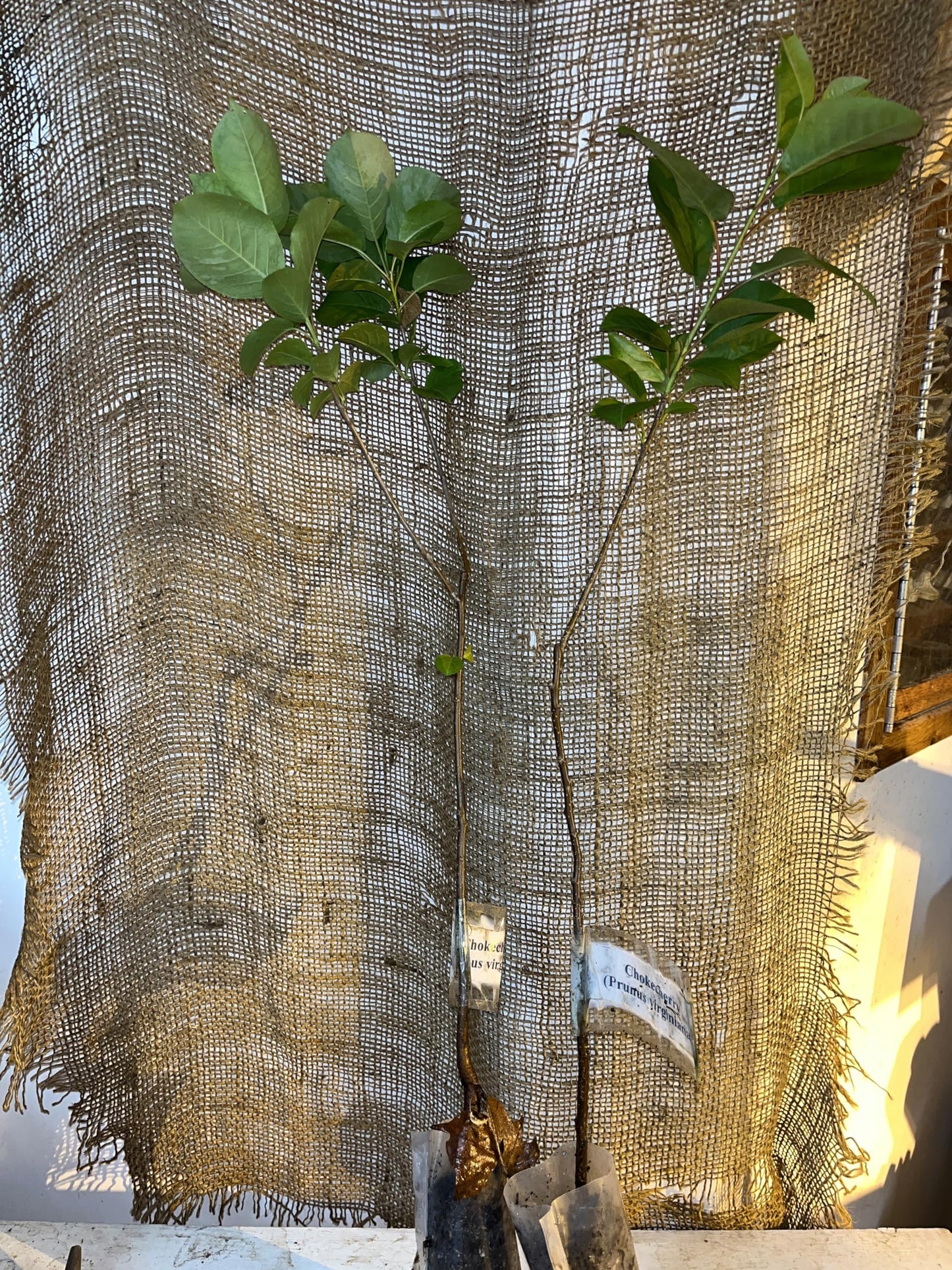 12-24” Tall Chokecherry Prunus virginiana, 1-2 Year Old Bare Root Plant