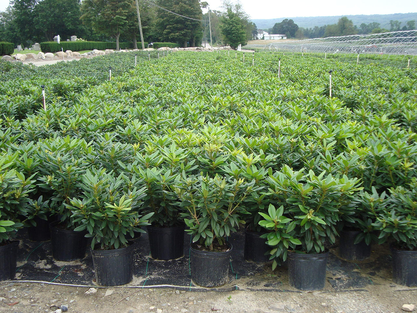Green Promise Farms Rhododendron Passion` Evergreen, 3-Size Container, Purple Flowers