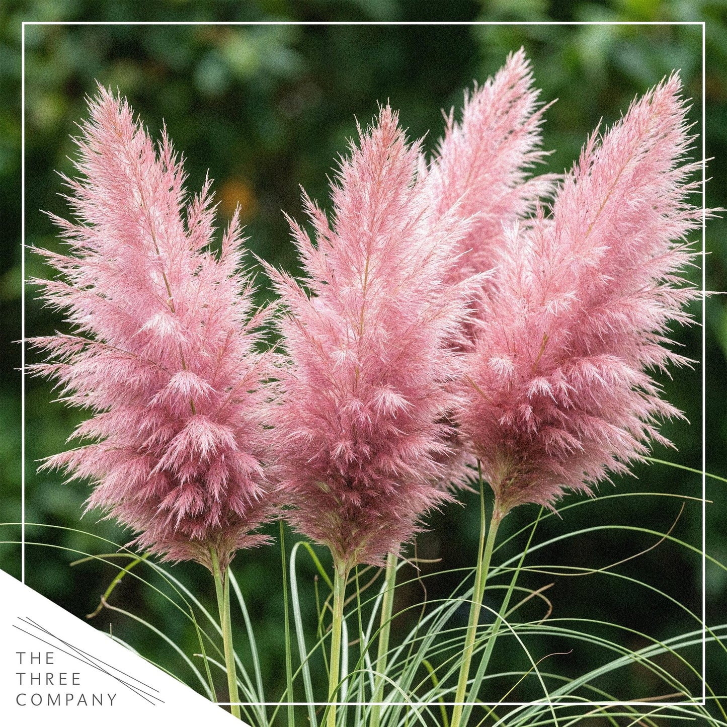 Live Ornamental Pampas Grass (Cortaderia selloana) - Assorted Pink and White (2 Pack) - Perennial Accent Plant - 10" Tall by 5" Wide in 1.5 Qt Pot
