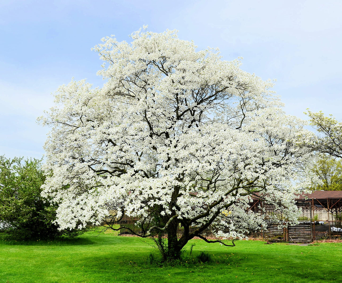 White Flowering Dogwood Tree Seedlings for Planting | Live Tree Seedlings (3 Trees) | No Ship to California