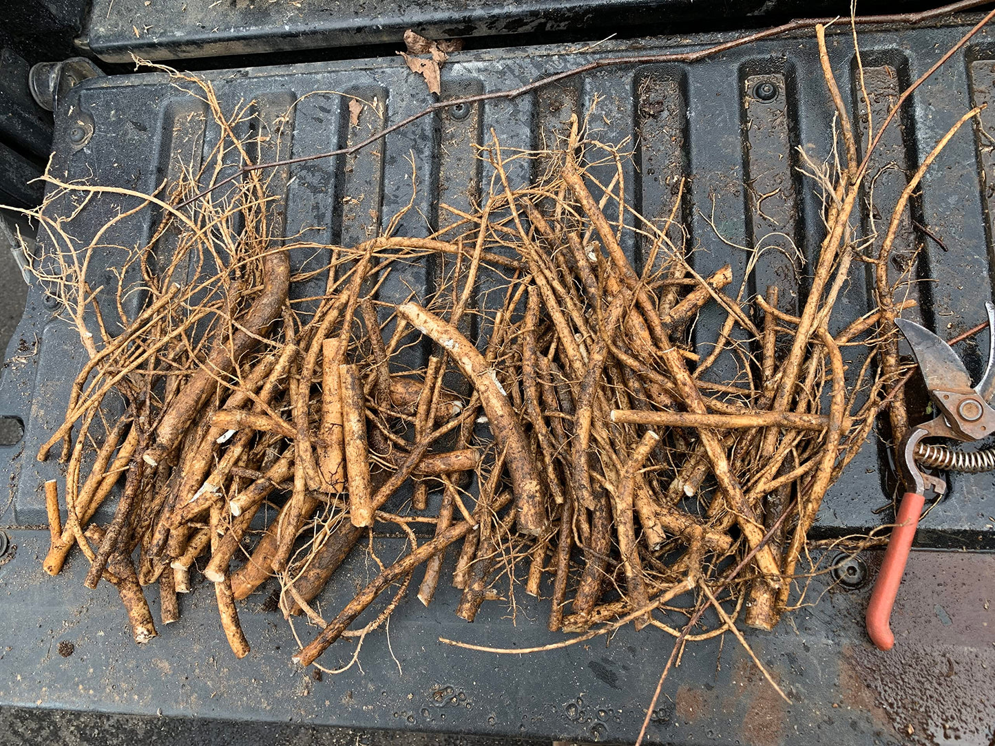 3 Root Scion cuttings of Aralia spinosa Tree, Devil's Walkingstick Rare Exotic Hardy