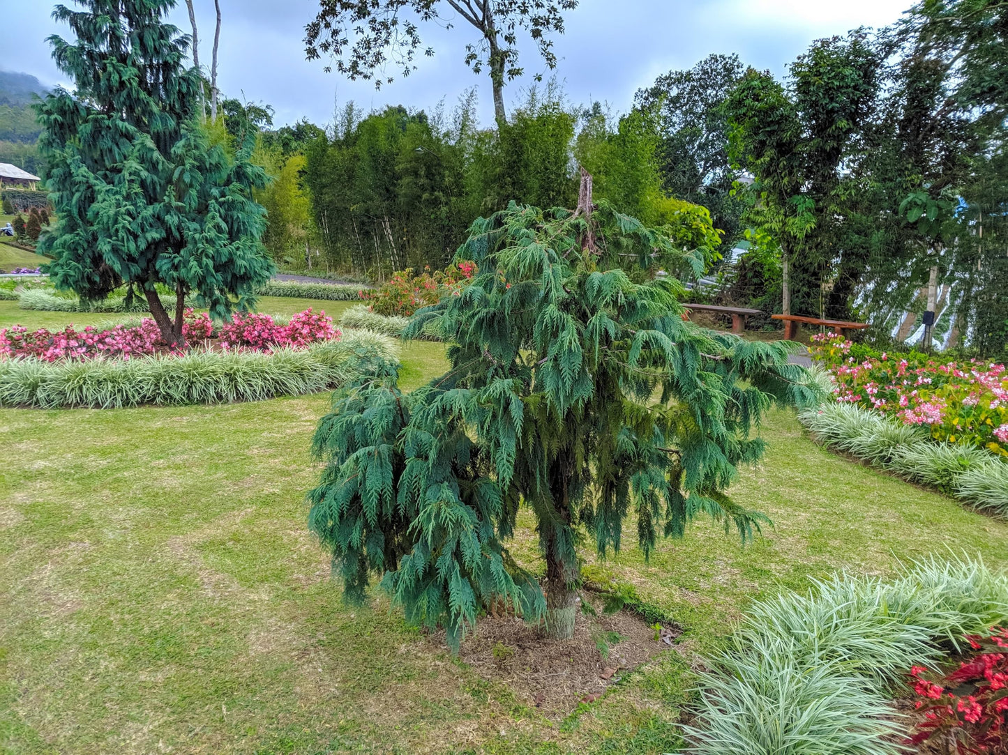 30 Kashmir Weeping Cypress Tree Cupressus Cashmeriana Blue Evergreen Seeds