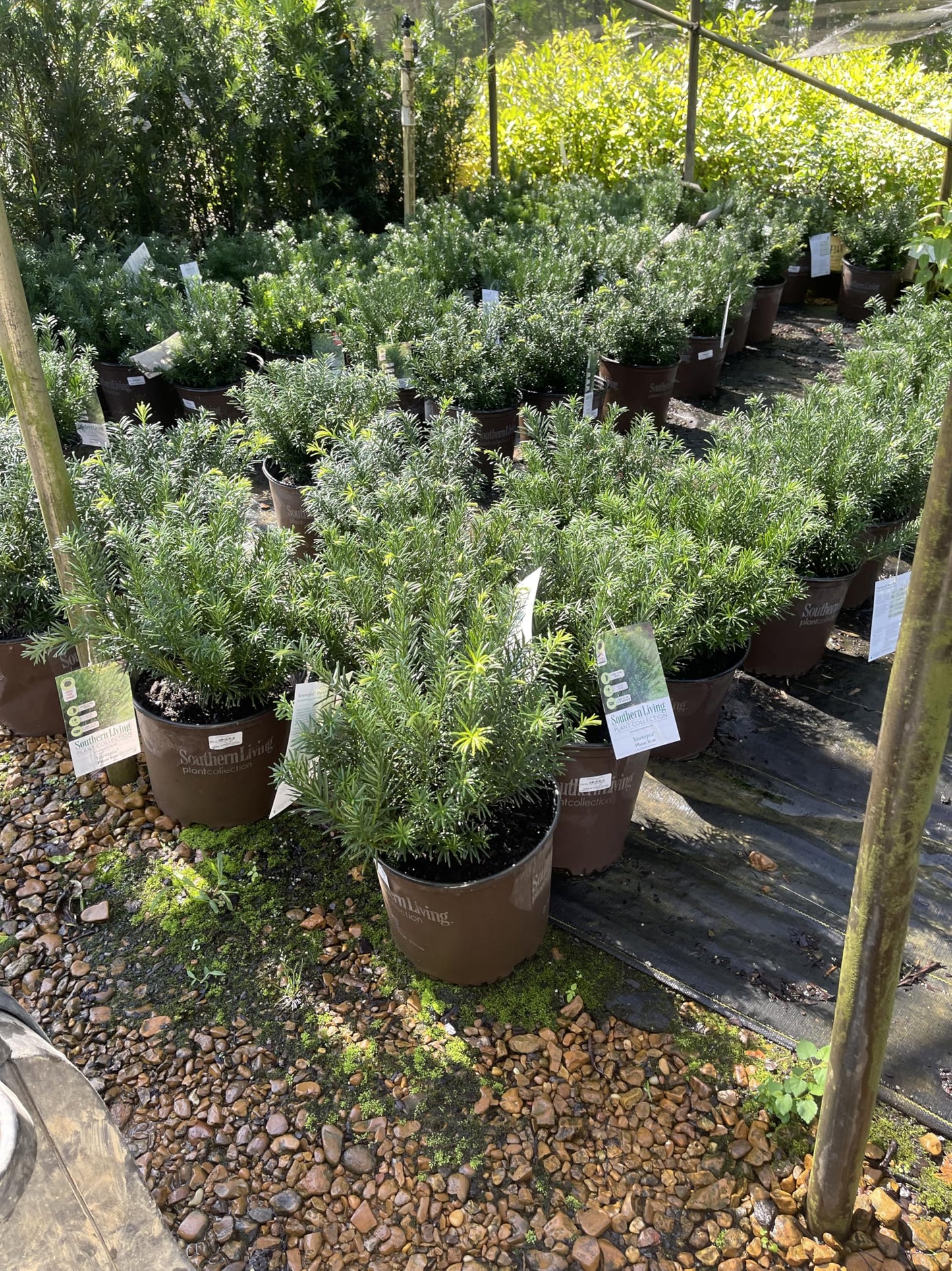 Yewtopia Plum Yew (Cephalotaxus Yewtopia)