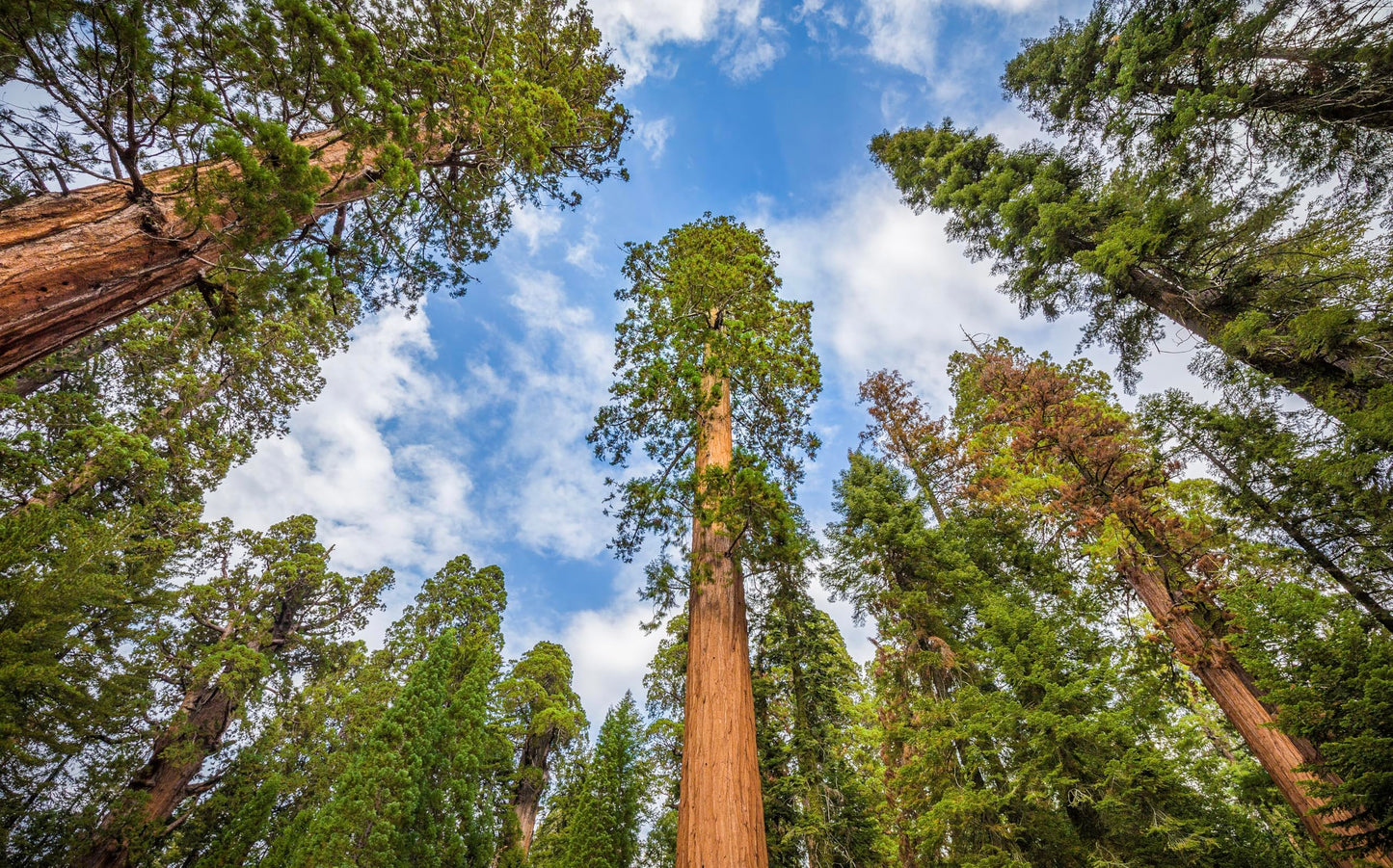 5 Live Giant Sequoia Tree Sapling (Approx. 1'-1.5' Tall)- Nature’s Giant in Your Backyard