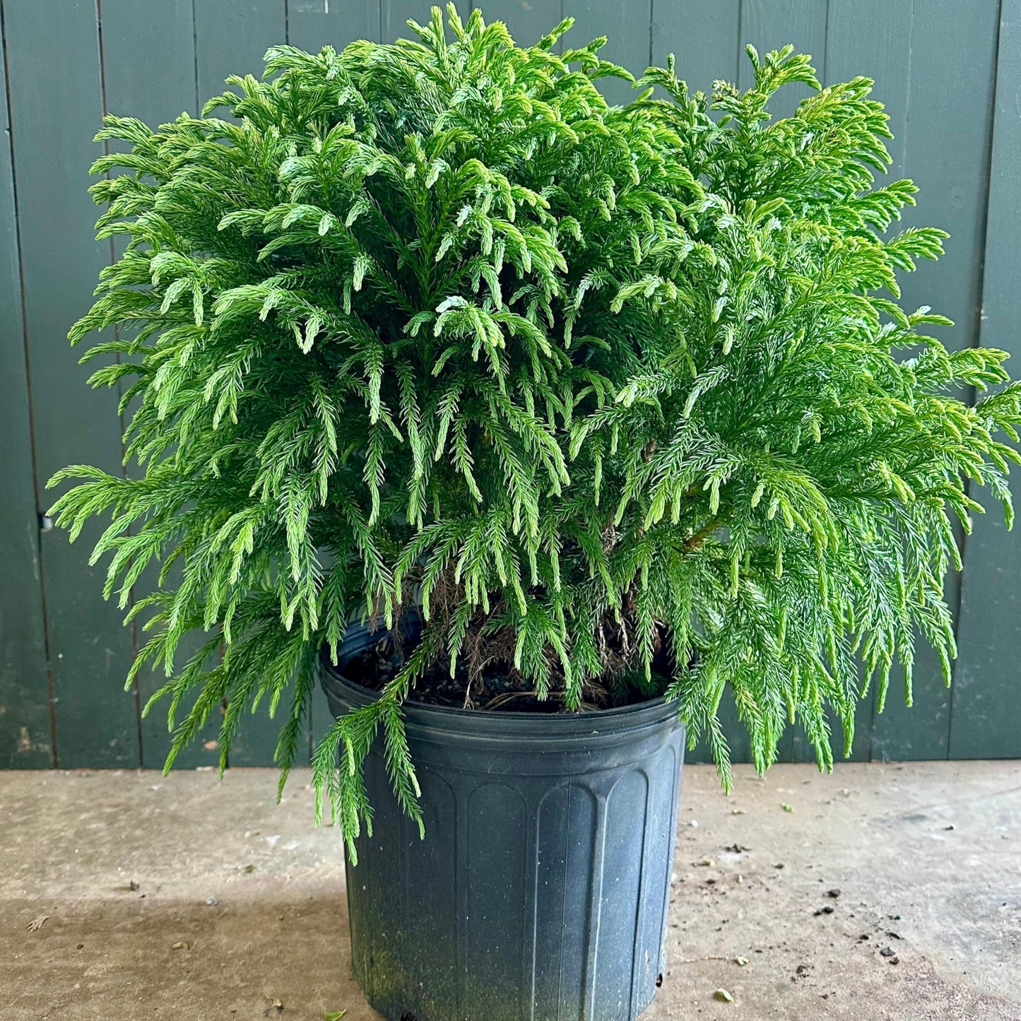Dwarf Japanese Cedar 3-Gallon